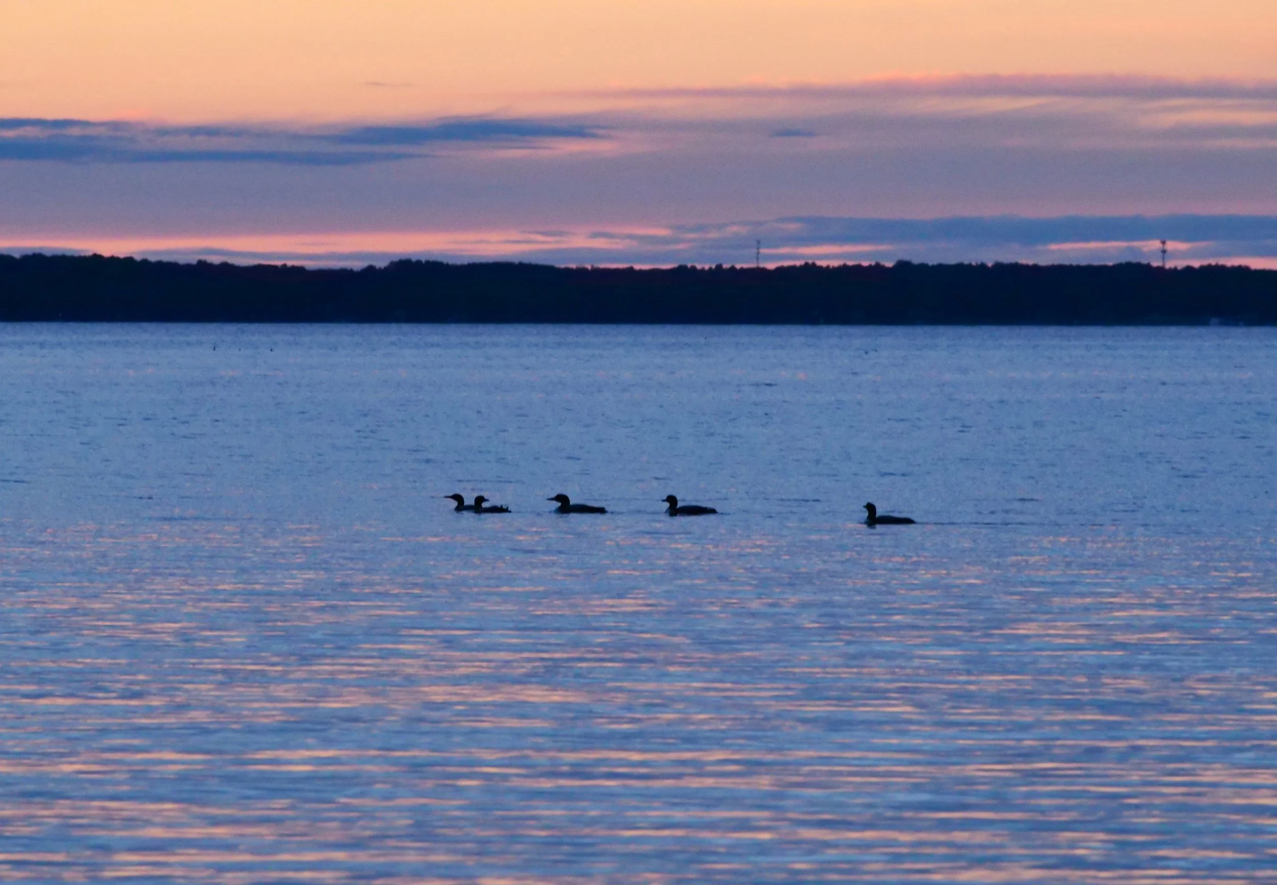      
  
    Happiness is watching loons swimming in a peaceful lake  


  
 #block-08be8c8c853de6963a08 {
    
    
    
  }

  #block-08be8c8c853de6963a08 .sqs-html-content {
    
    }

  #block-08be8c8c853de6963a08 {
      mix-blend-mode: var(--