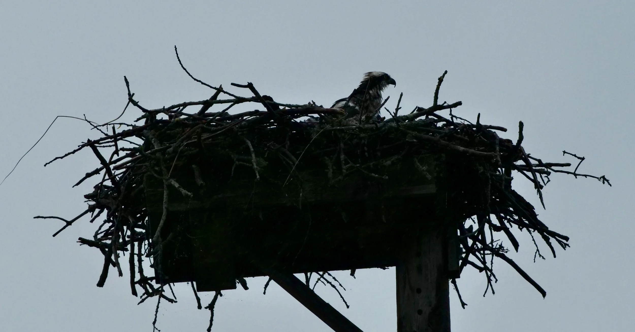       
  
    Osprey’s nest  


  
 #block-69bf0ead1bb06e7bf1f0 {
    
    
    
  }

  #block-69bf0ead1bb06e7bf1f0 .sqs-html-content {
    
    }

  #block-69bf0ead1bb06e7bf1f0 {
      mix-blend-mode: var(--tweak-text-block-blend
  );
      border-r