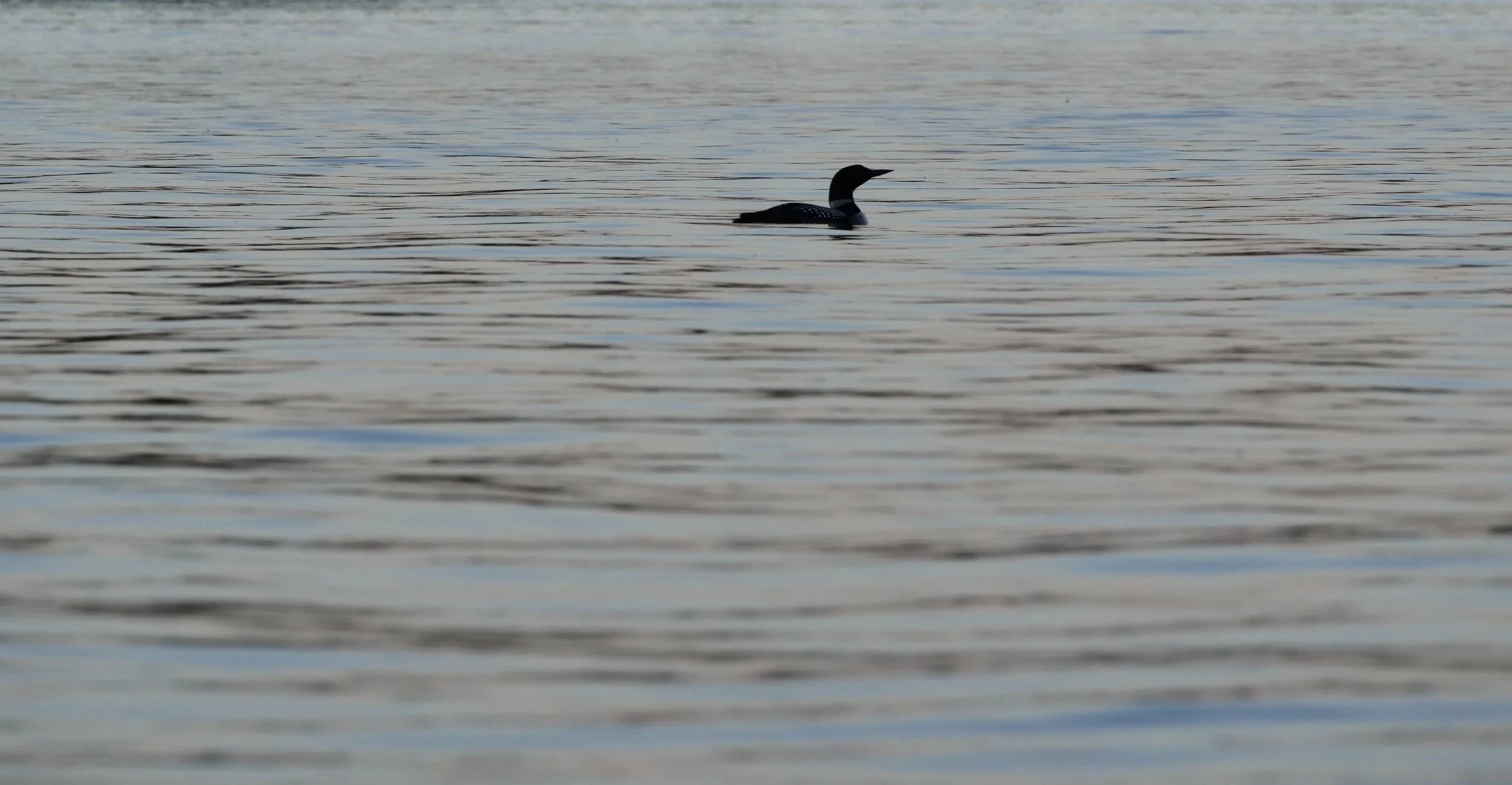       
  
    Common Loon : one of my favorite birds to watch  


  
 #block-25f1ab90066650db07f9 {
    
    
    
  }

  #block-25f1ab90066650db07f9 .sqs-html-content {
    
    }

  #block-25f1ab90066650db07f9 {
      mix-blend-mode: var(--tweak-te
