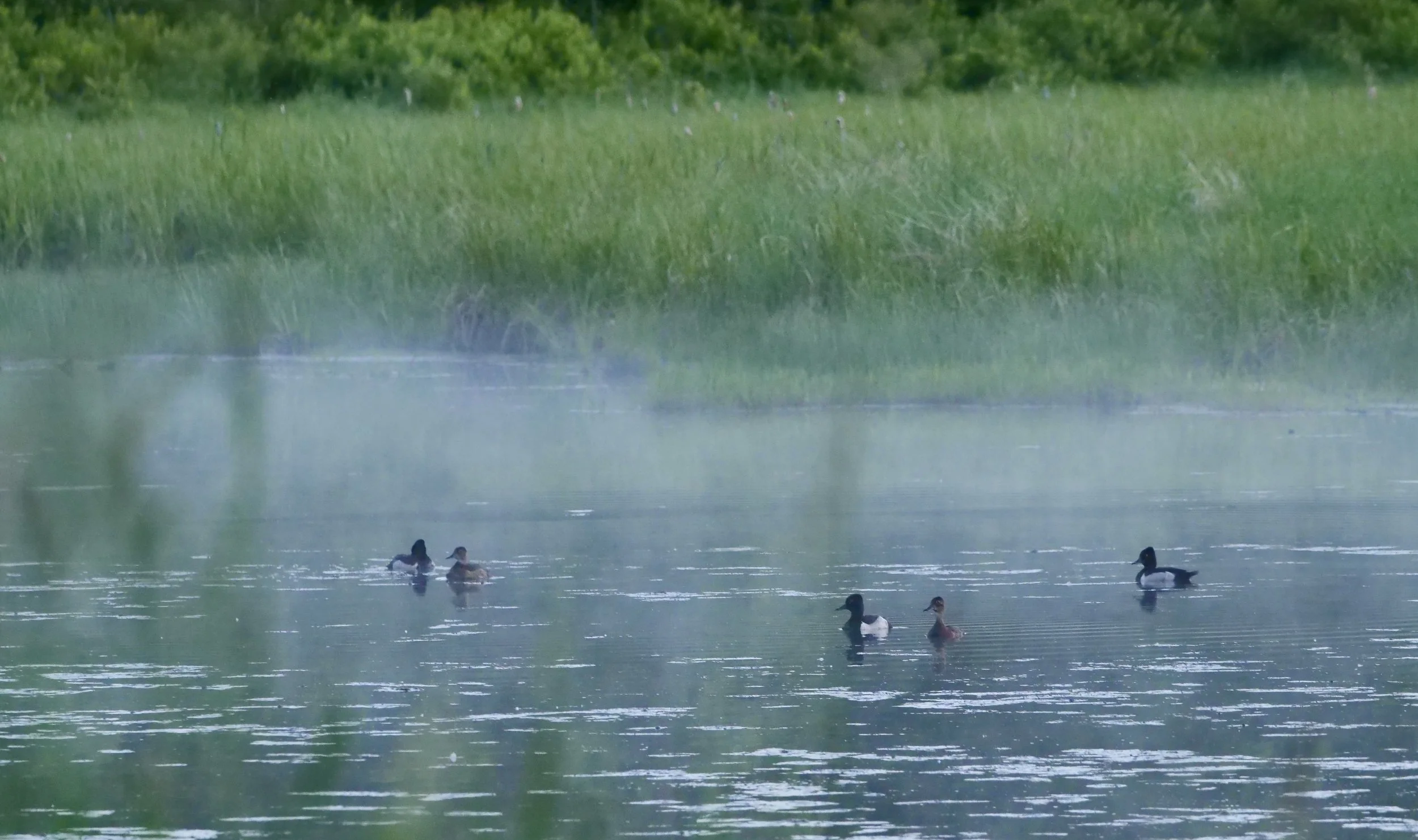       
  
    Lake life  


  
 #block-fe1e181c7190674ccae5 {
    
    
    
  }

  #block-fe1e181c7190674ccae5 .sqs-html-content {
    
    }

  #block-fe1e181c7190674ccae5 {
      mix-blend-mode: var(--tweak-text-block-blend
  );
      border-radiu