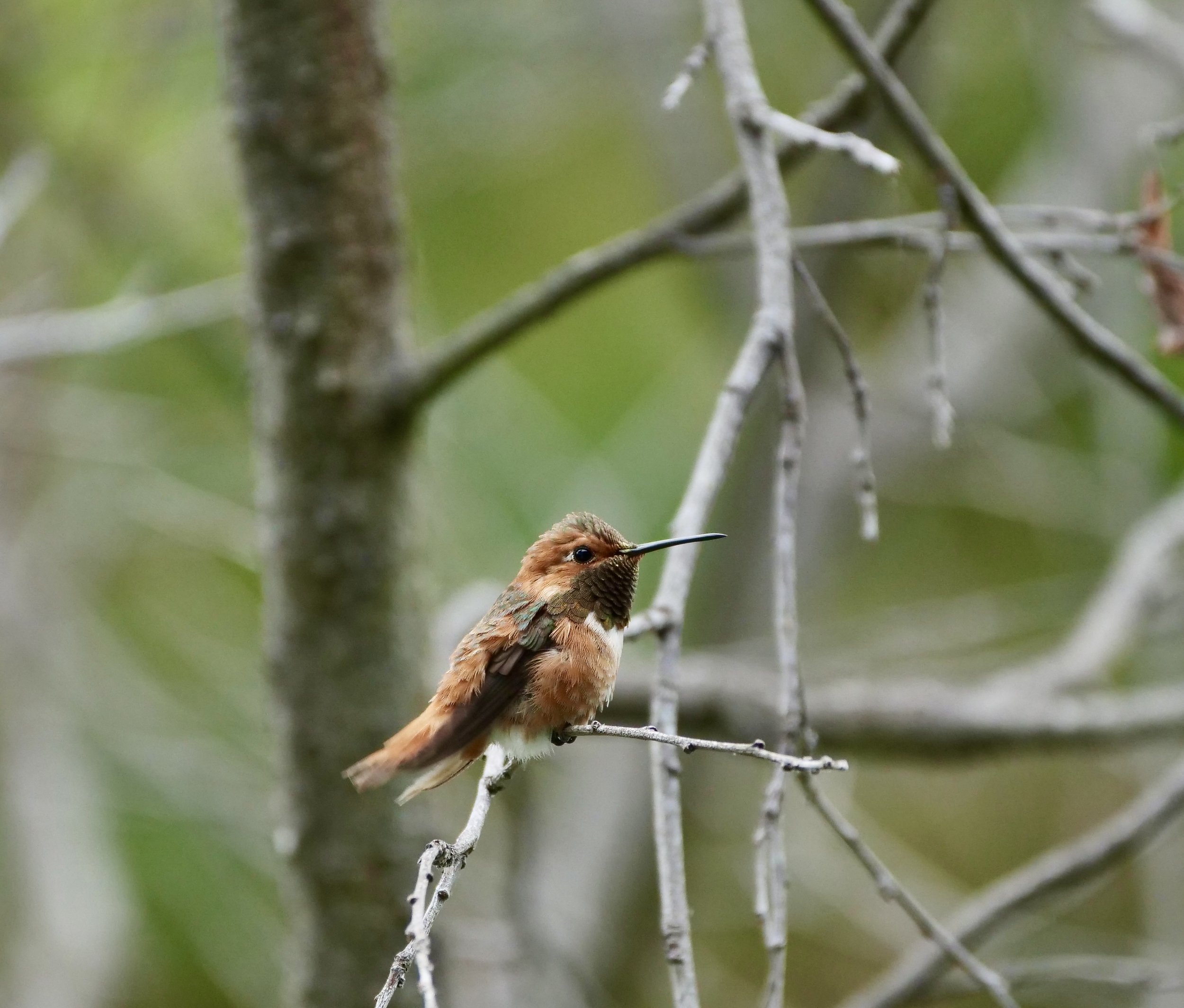       
  
    Hummingbirds don’t have a sense of smell but they have excellent vision  


  
 #block-51c5cef58d22d1005420 {
    
    
    
  }

  #block-51c5cef58d22d1005420 .sqs-html-content {
    
    }

  #block-51c5cef58d22d1005420 {
      mix-bl