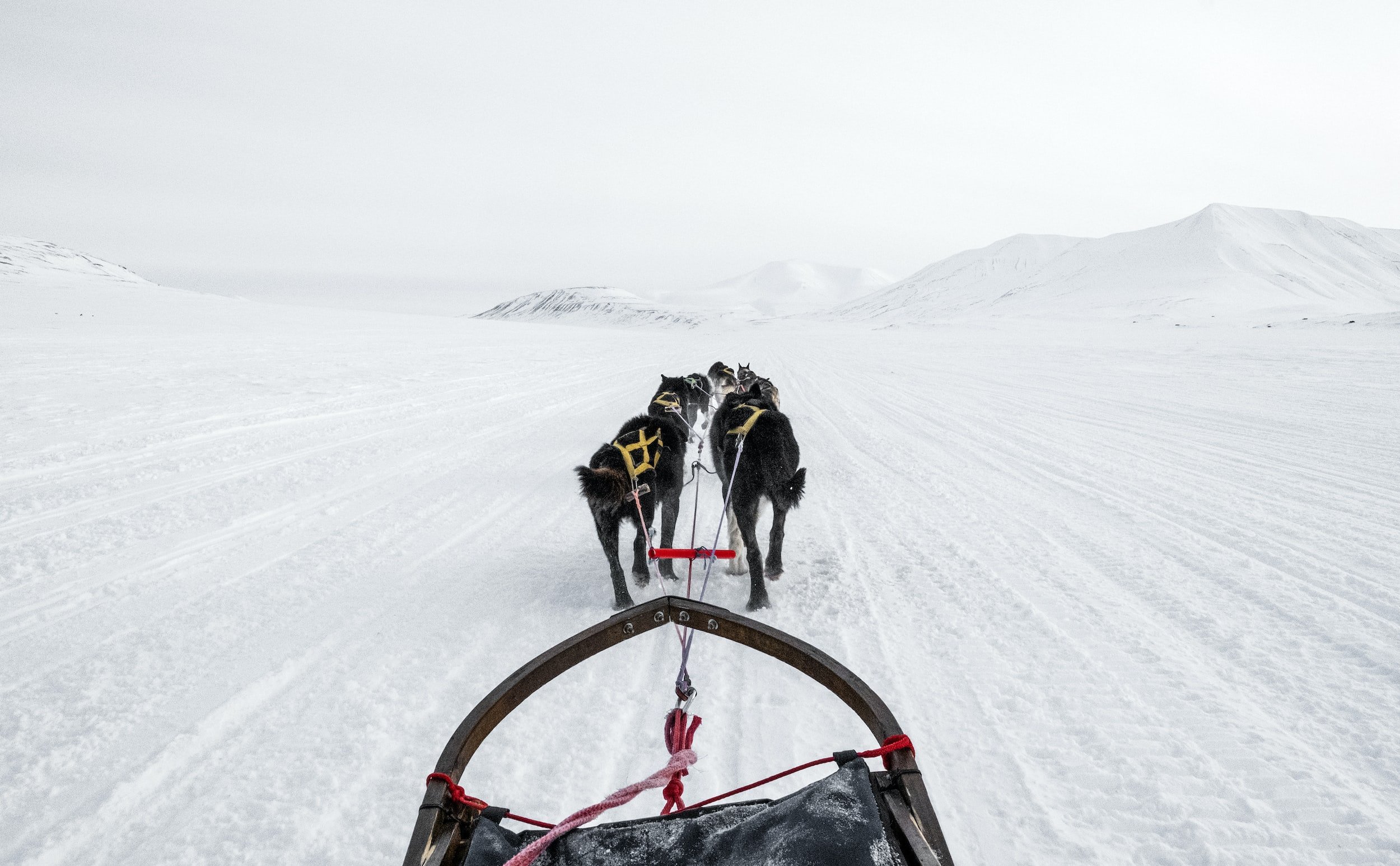 Dog sledding and sports activities at Méribel in the Alps