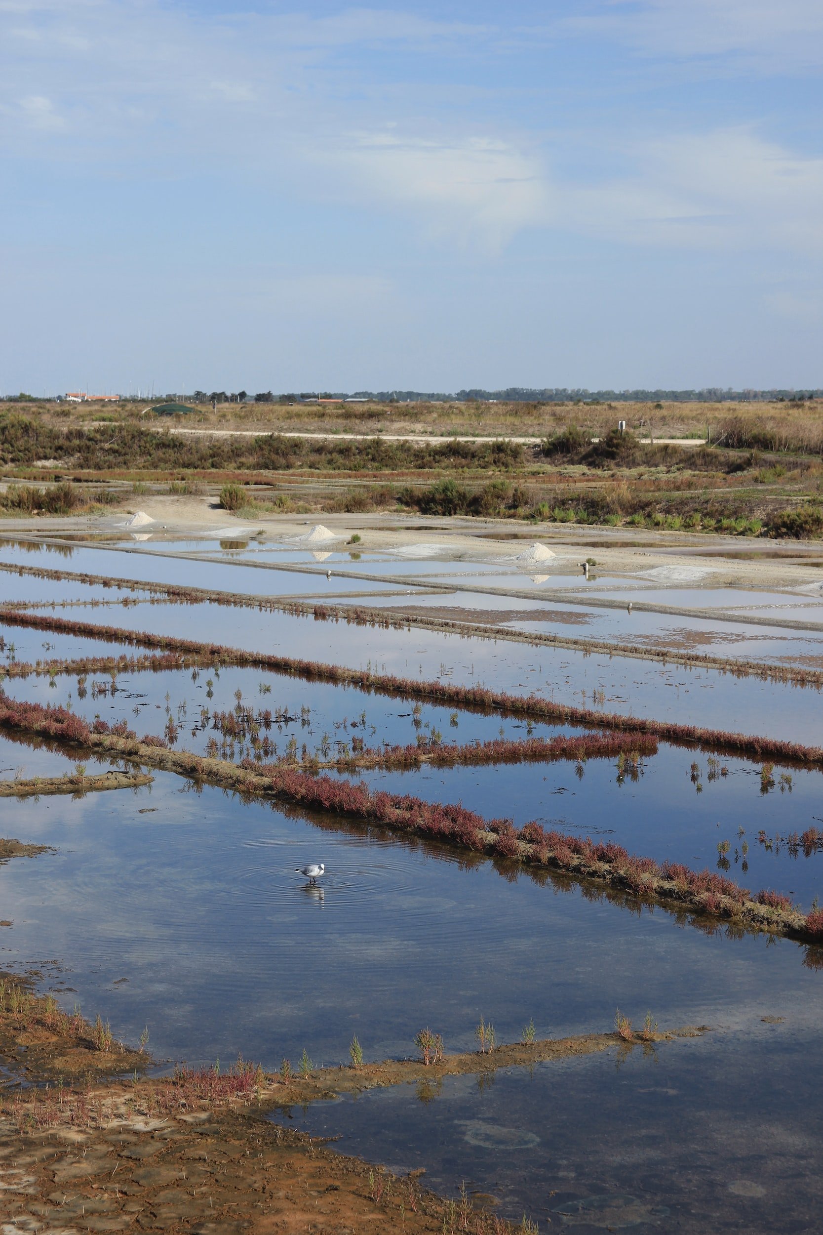 Discover the Ile de Ré salt marshes by bike and mountain bike