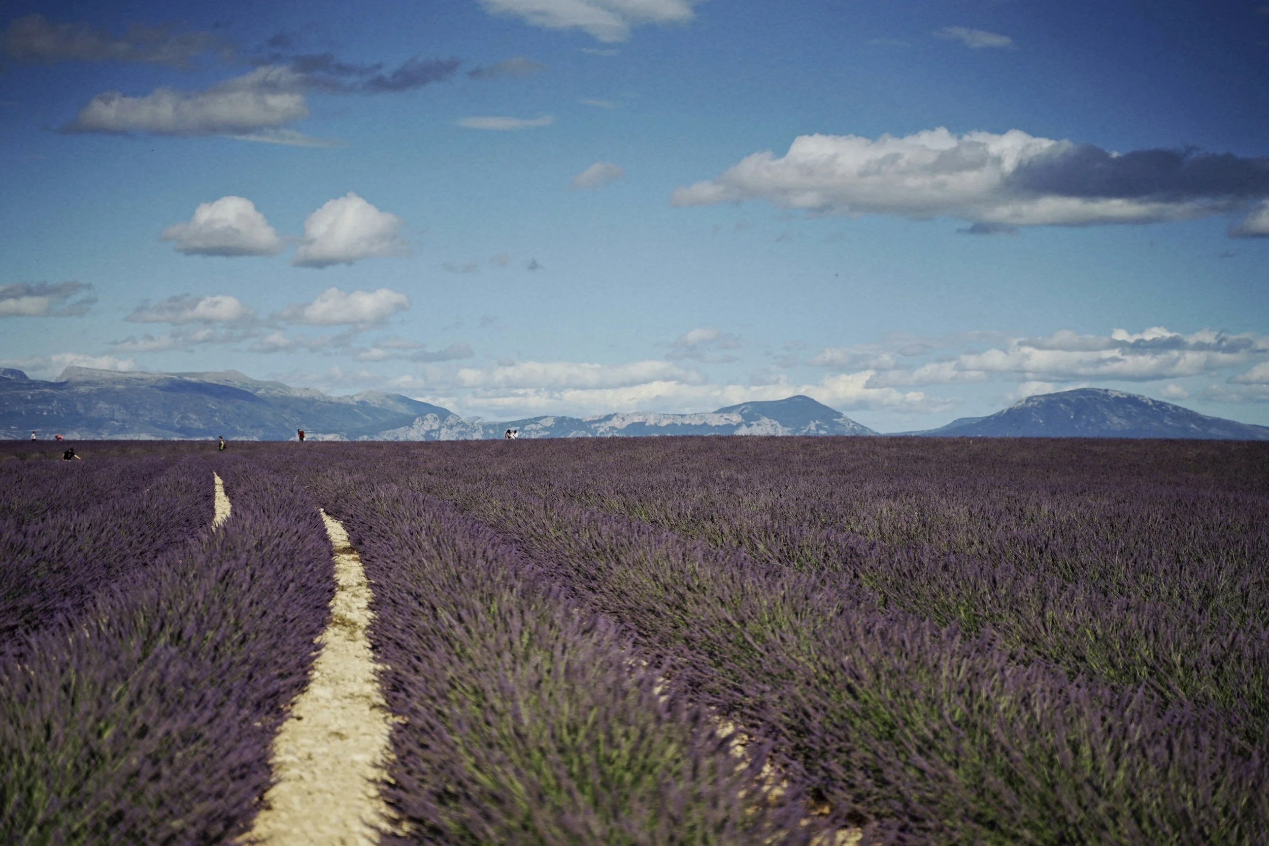 Lavender field of Provence