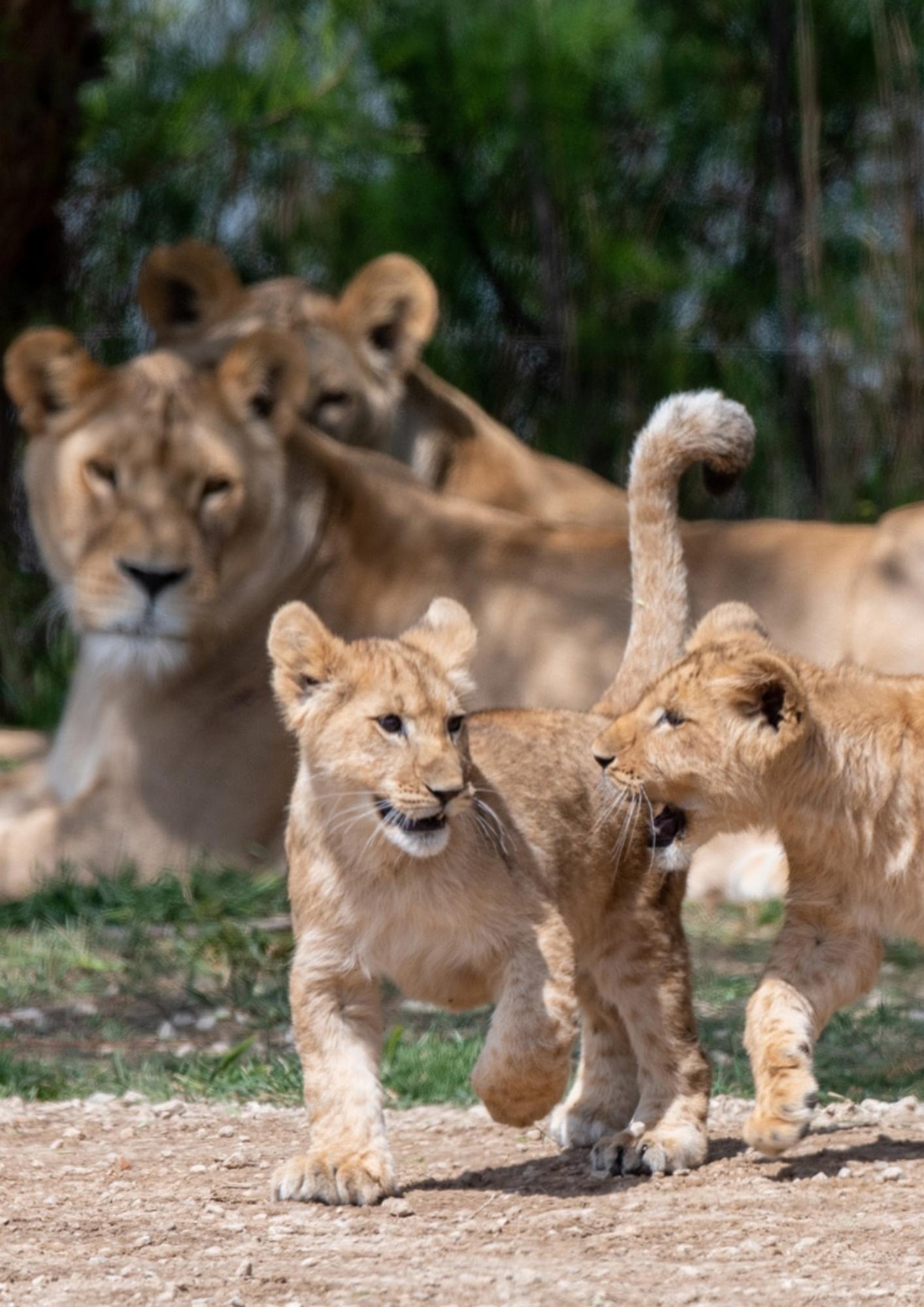 Parc zoologique de La Barben