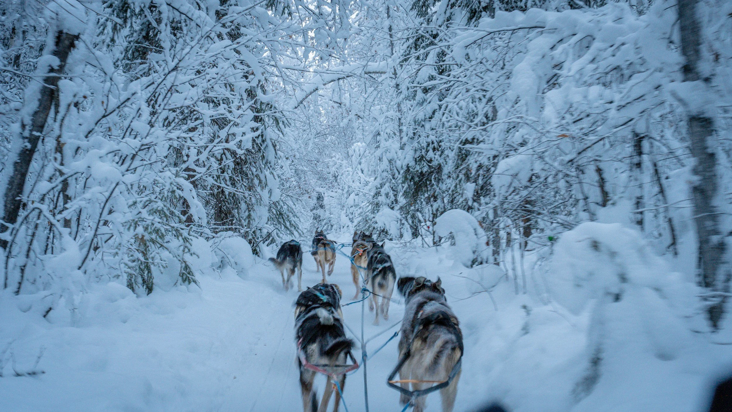 chalet de luxe mushing