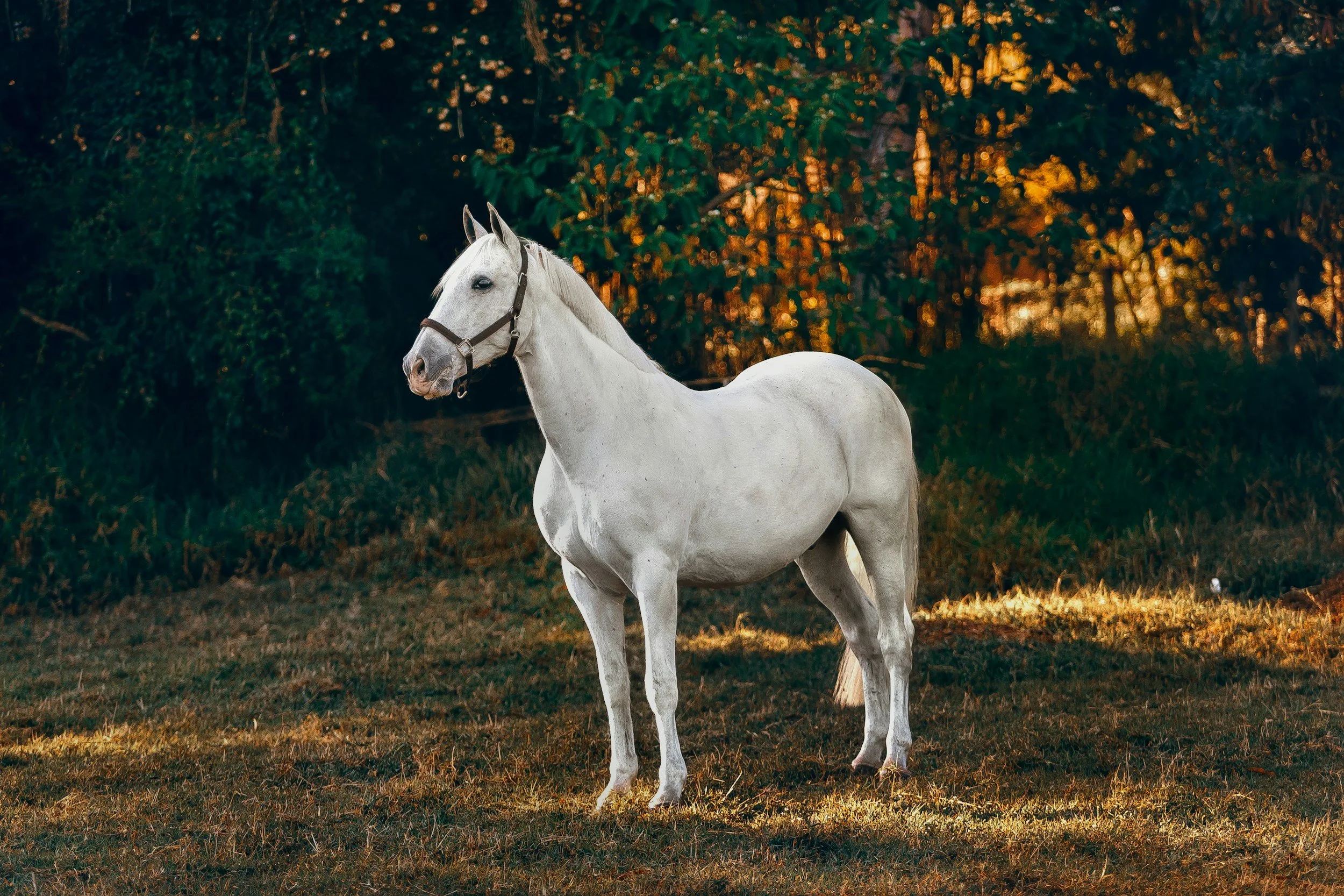 Cours d'équitation à la campagne à côté de Lyons-la-Forêt