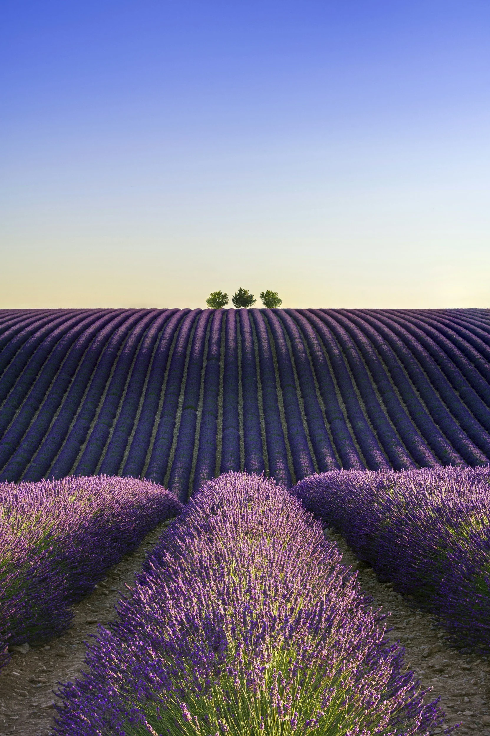 mas en provence location lavande