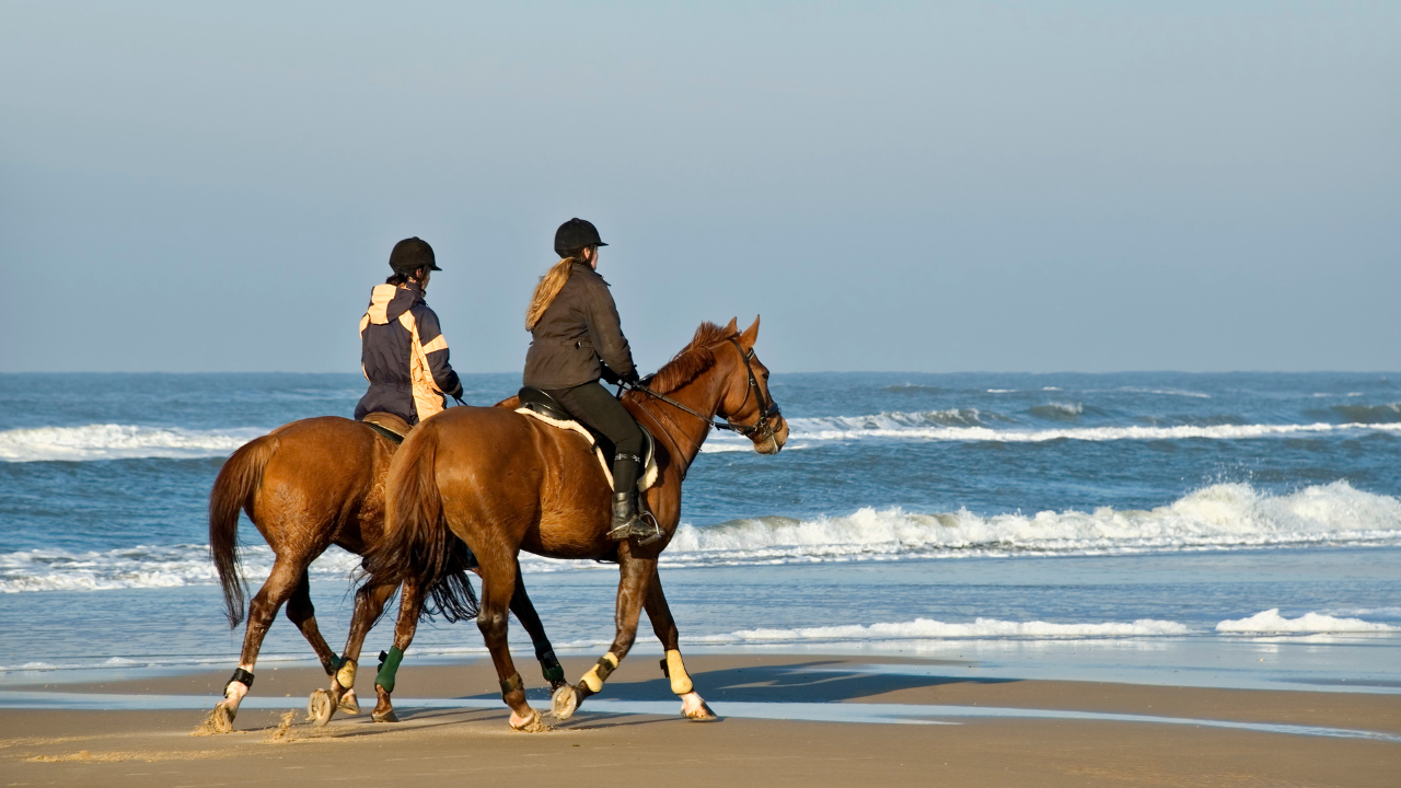 Location villa de luxe à Hossegor équitation
