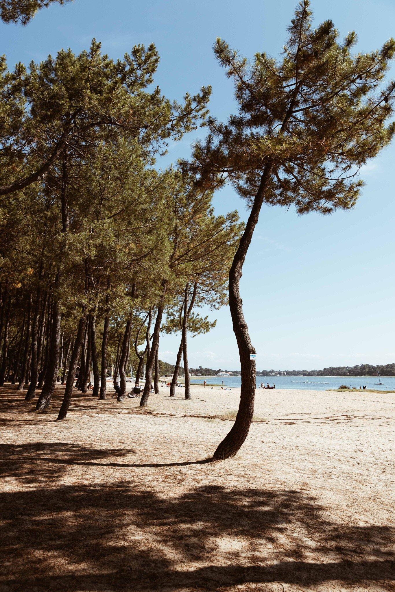 Location villa Homanie de luxe à Hossegor
