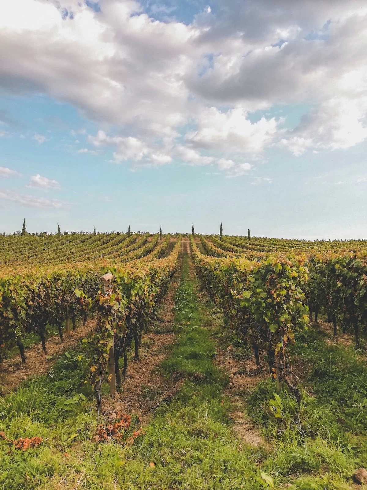 Oenology and wine tasting in the Dordogne