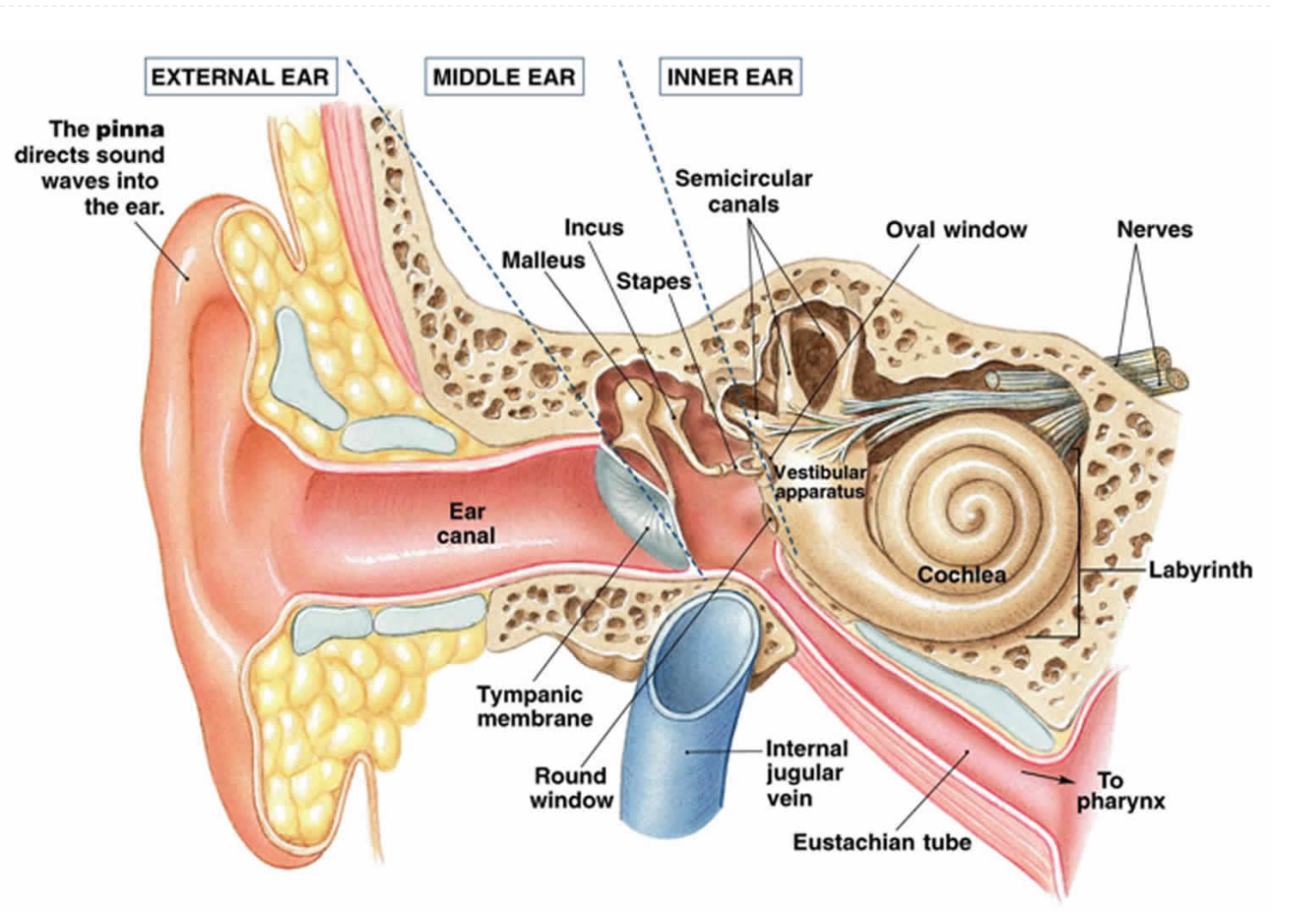 Vestibular System