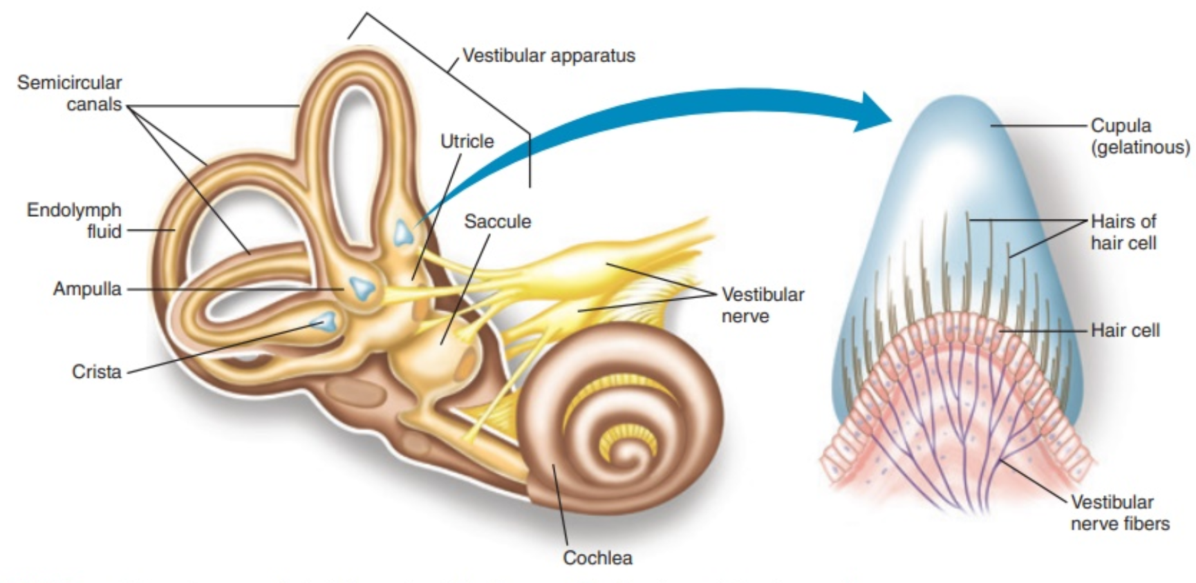 The Vestibular System And Balance NeuroLab 360