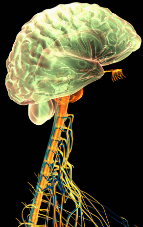 How does Neurologic PT/OT differ from standard PT/OT?