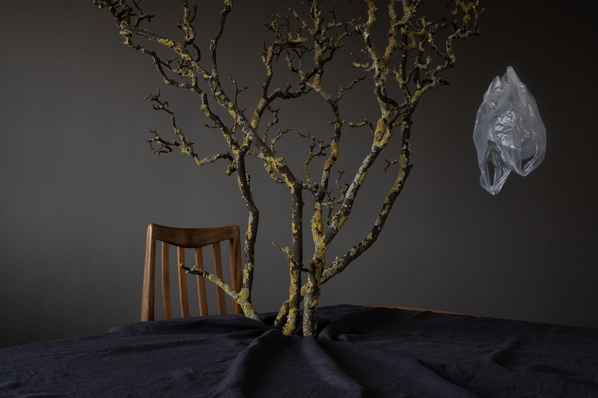 lichen_tree_table_ghost.jpg