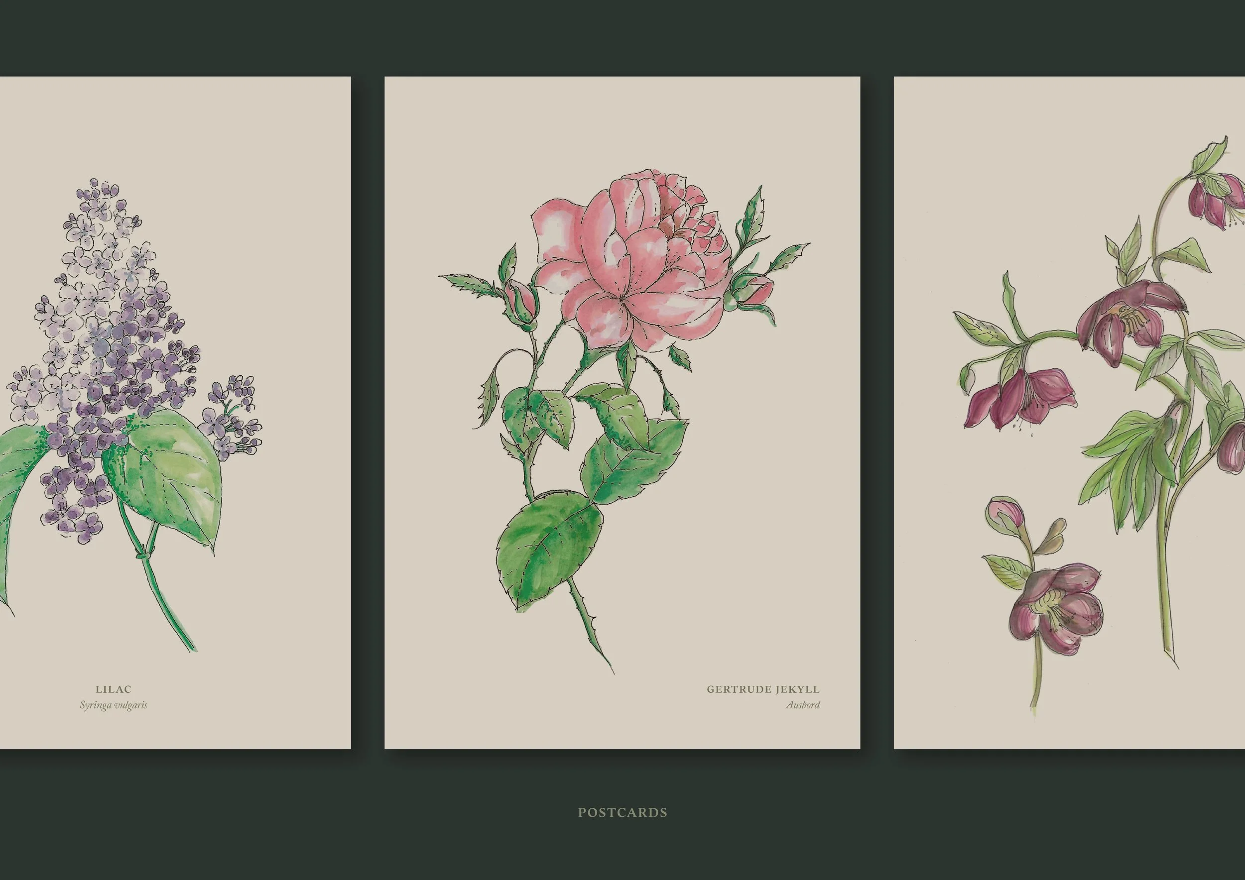 Illustrations are botanical, detailed and
beautifully drawn in a watercolour style.