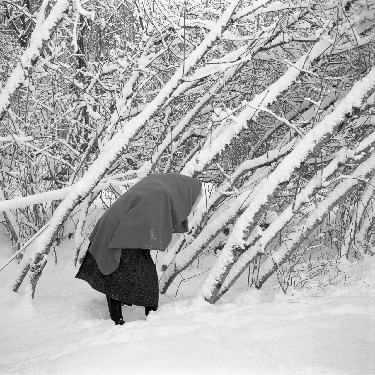Woman walking besides bent trees at Vrångsholmen in Tanum, Sweden