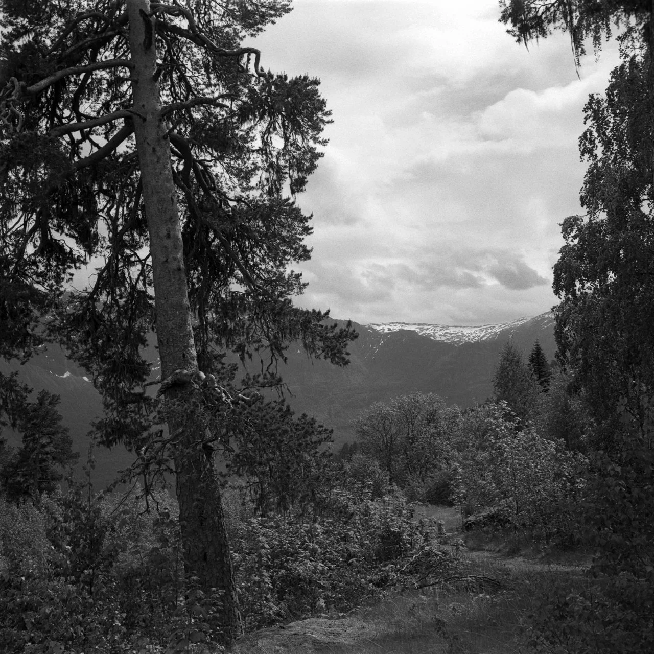 A monochrome landscape view from the heights of Harastølen, looking towards the mountain ranges of Luster, Norway.