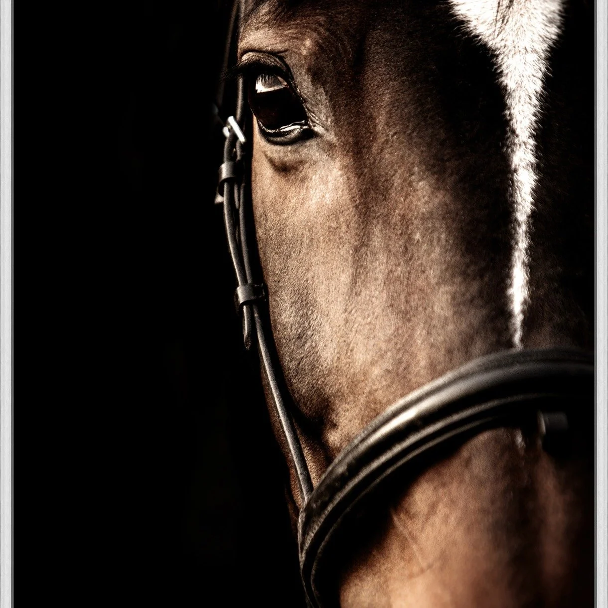 A perfect balance of strength and beauty, this horse photograph captures the stunning beauty of this magnificent animal. Tap the link in our bio to shop this beautiful piece and more.

#horseart #equestrianart #horseriding #horse #hunterjumper #artfo