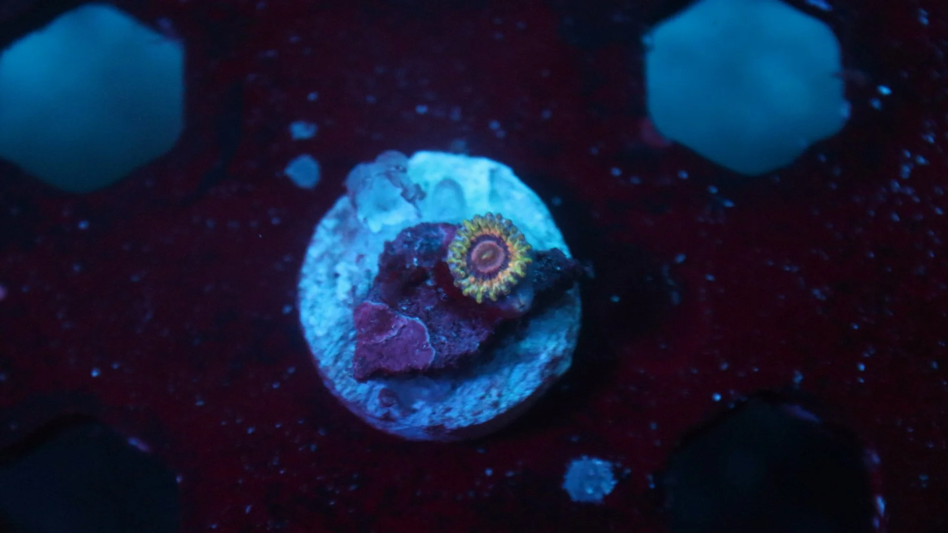 queen strat 1 polyp 3.JPG