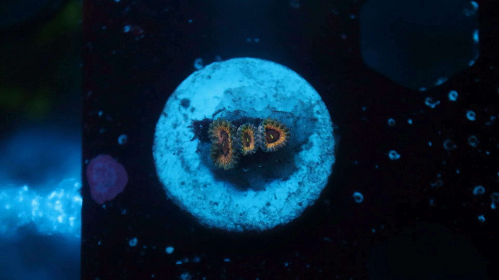 queen strat 3 polyp 3.JPG