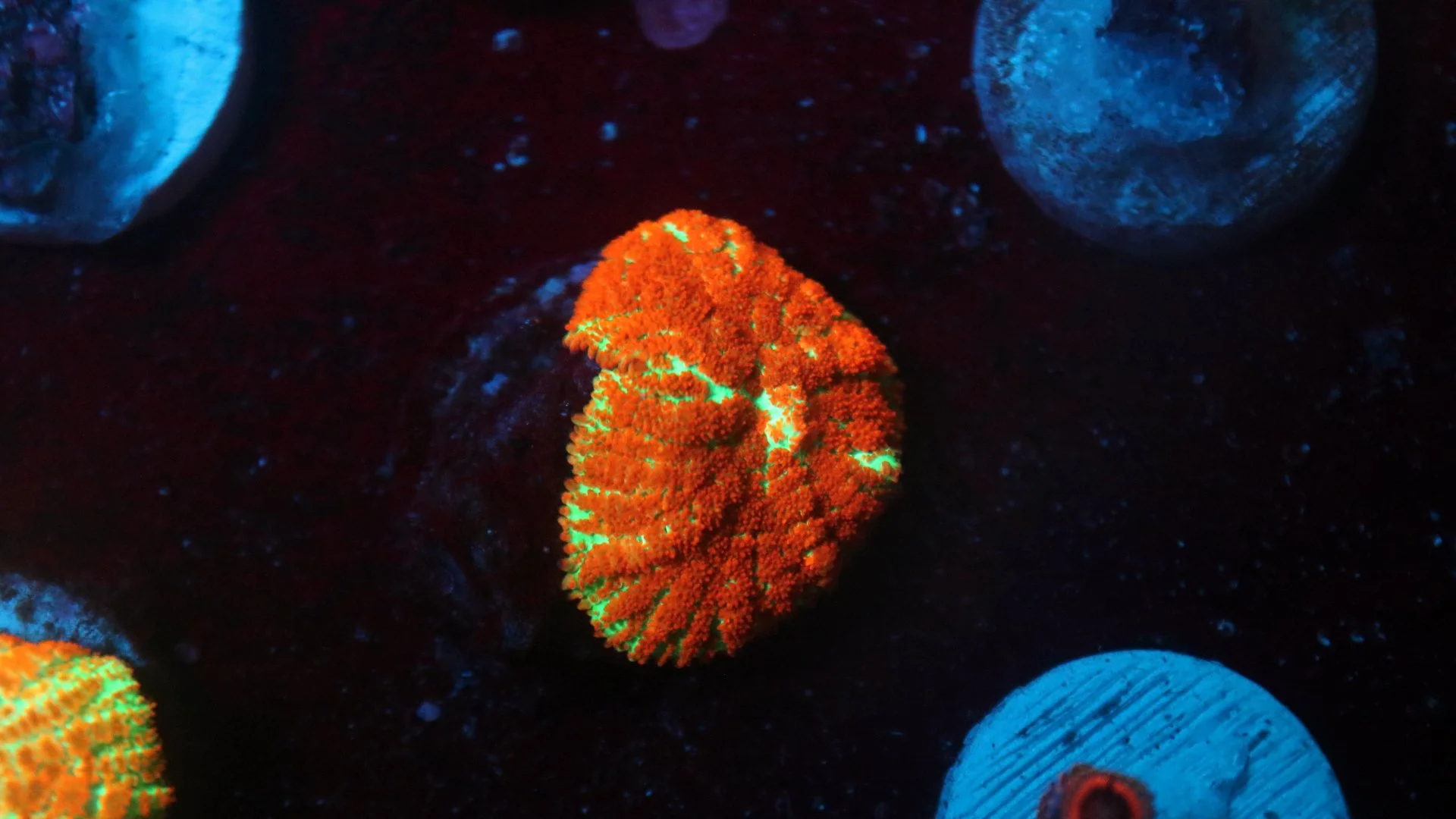 Sexy Corals Super Freak Mushroom