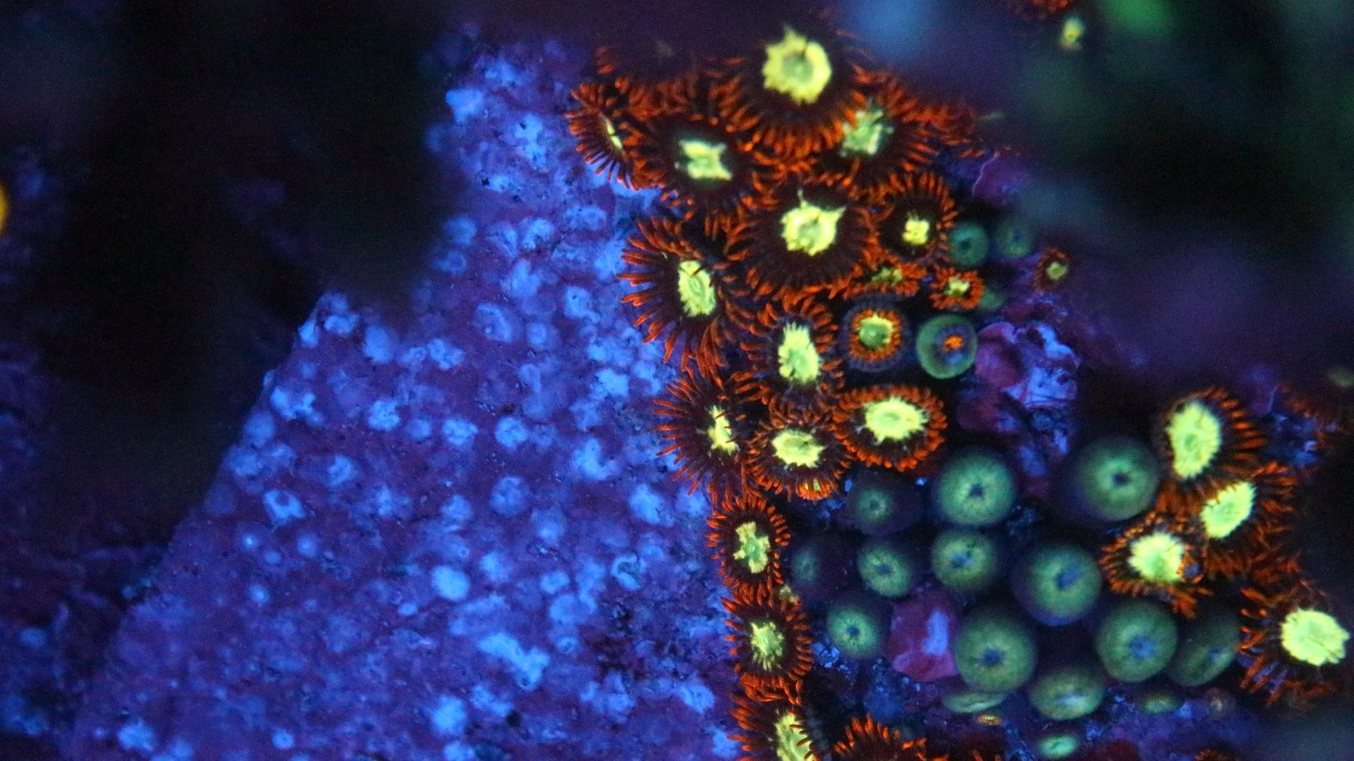 Flaming fireball.JPG