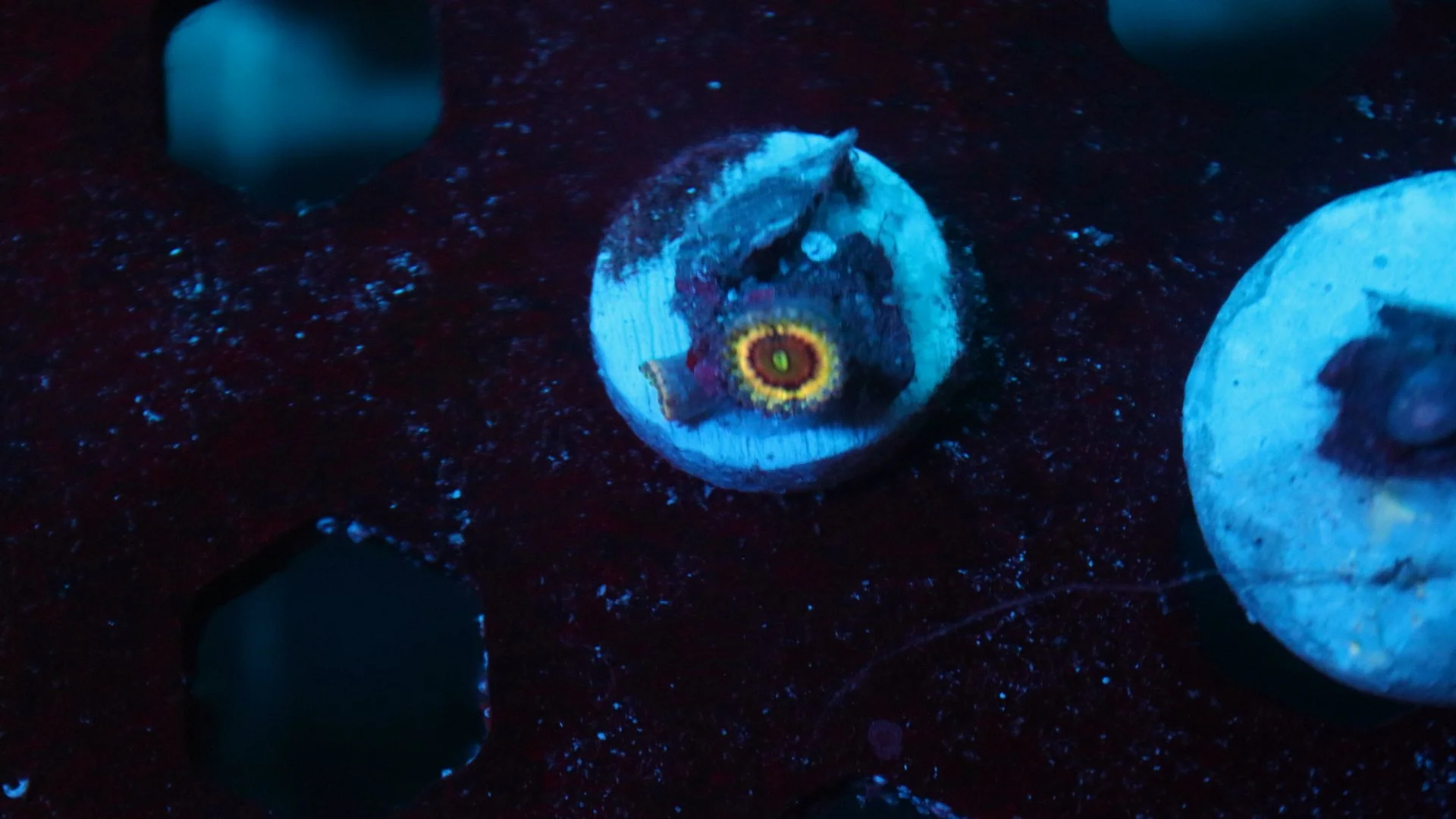 queen strat 2 polyp 3.JPG