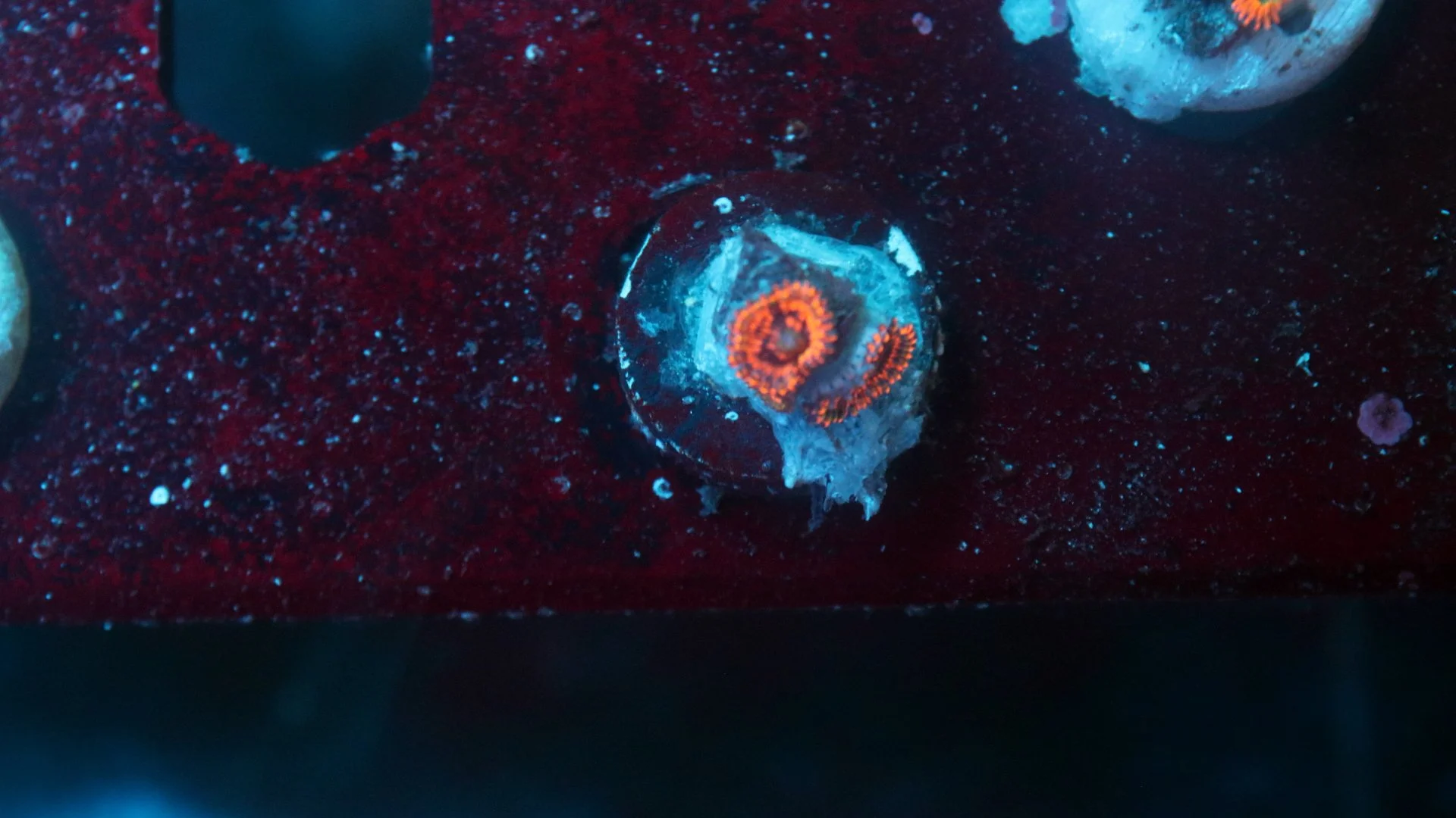 el corazon 2 polyp 3.JPG