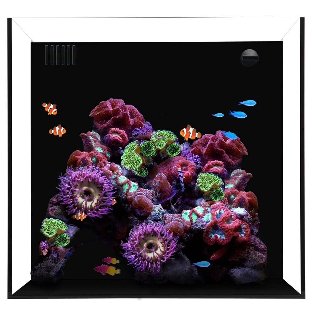 Waterbox 20 Cube - Starphire Glass 20 Gallon Aquarium