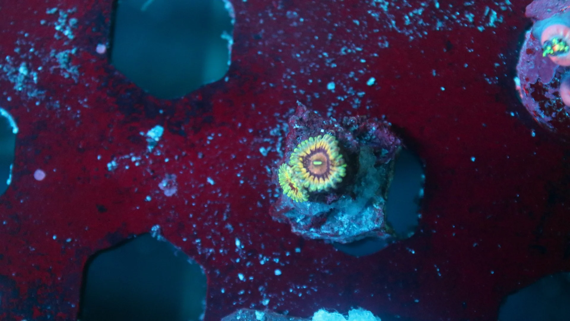 queen strat 2 polyp 5.JPG