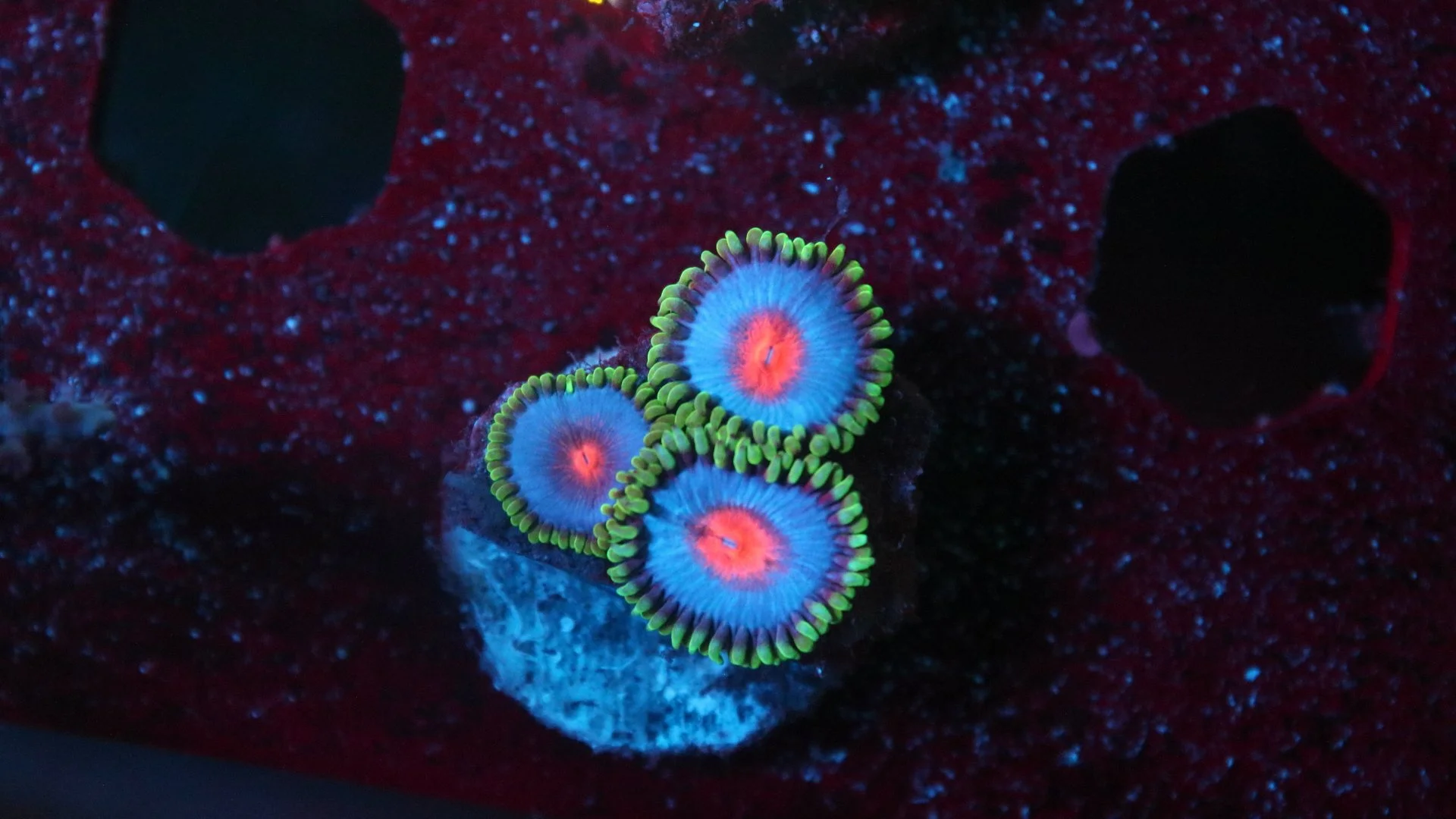 miami vice 3 polyp.JPG