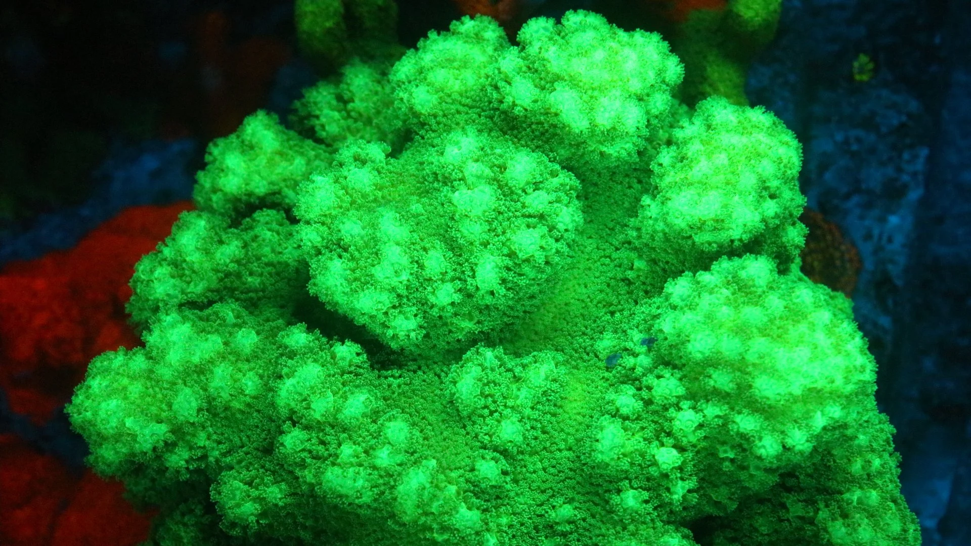 Pocilipora Eliganis $30.JPG