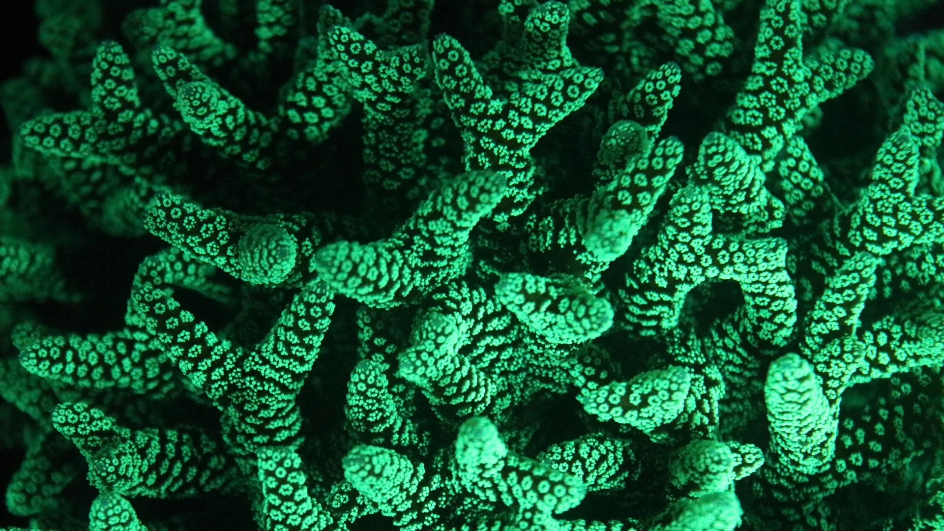 Green Birdsnest $20.JPG