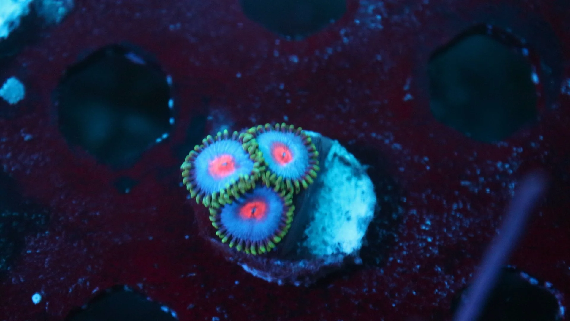 miami vice  3 polyp 2.JPG