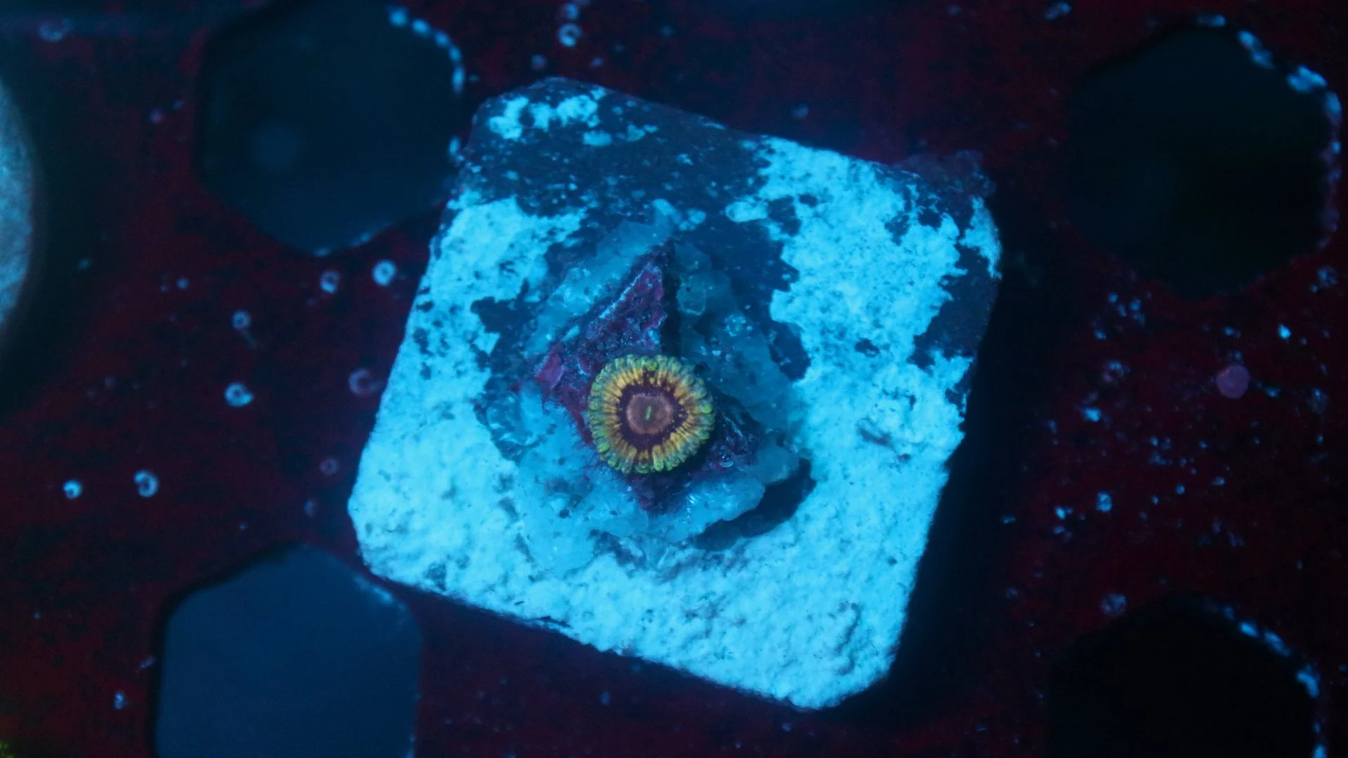 queen strat 1 polyp 6.JPG