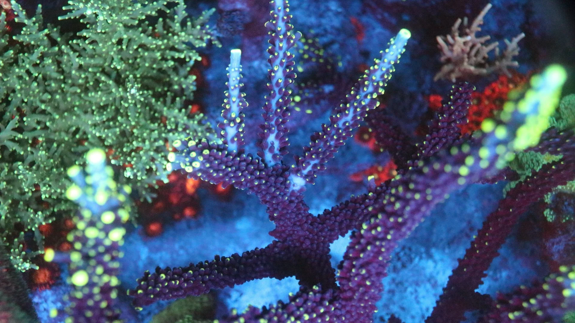 Greg C Ultimate Stag$60.JPG