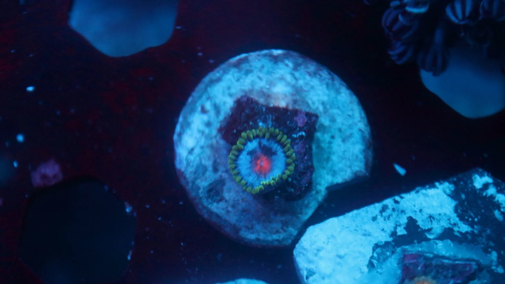 miami vice 1 polyp 2.JPG