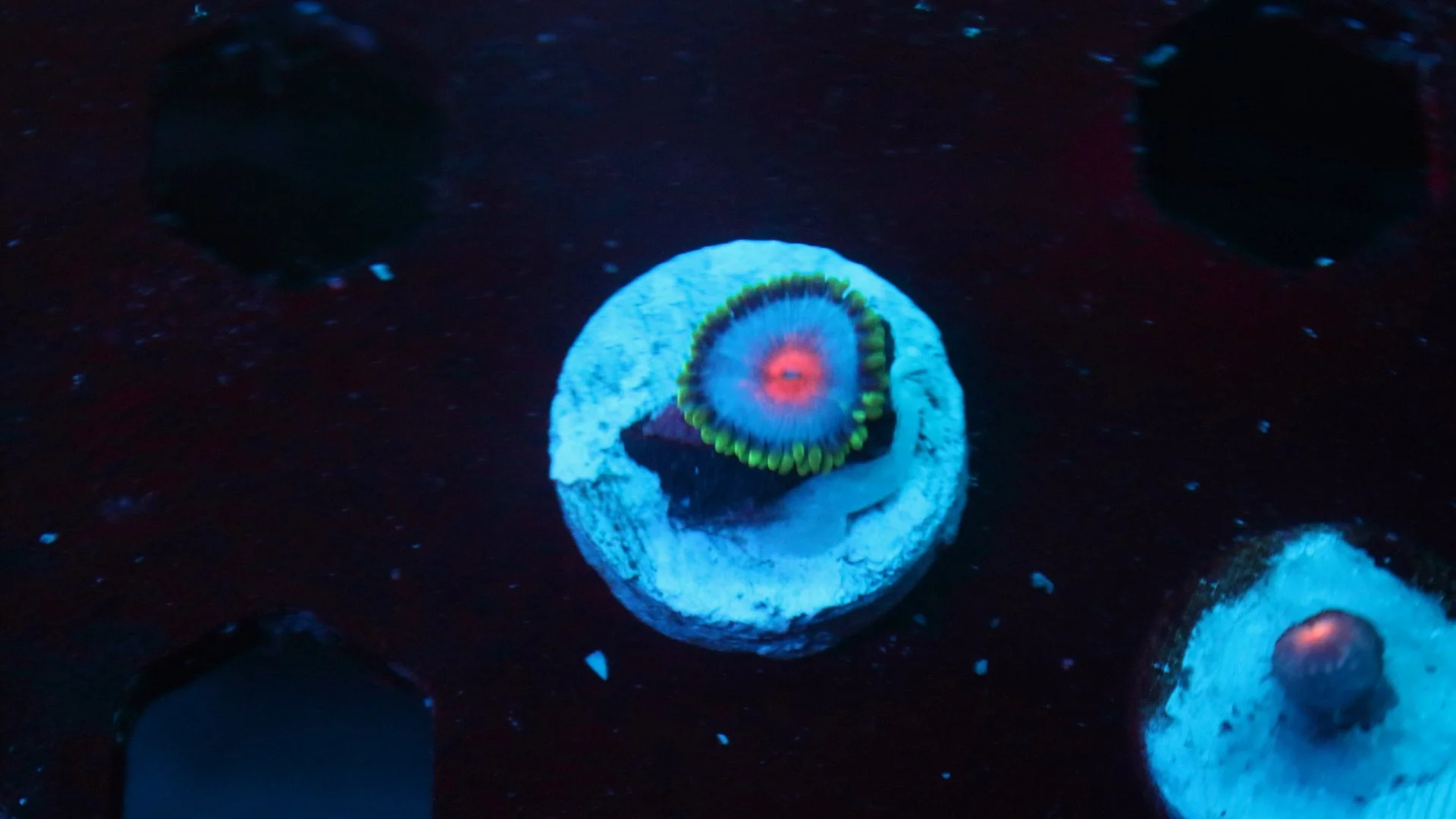 Miami vice 1 polyp 3.JPG