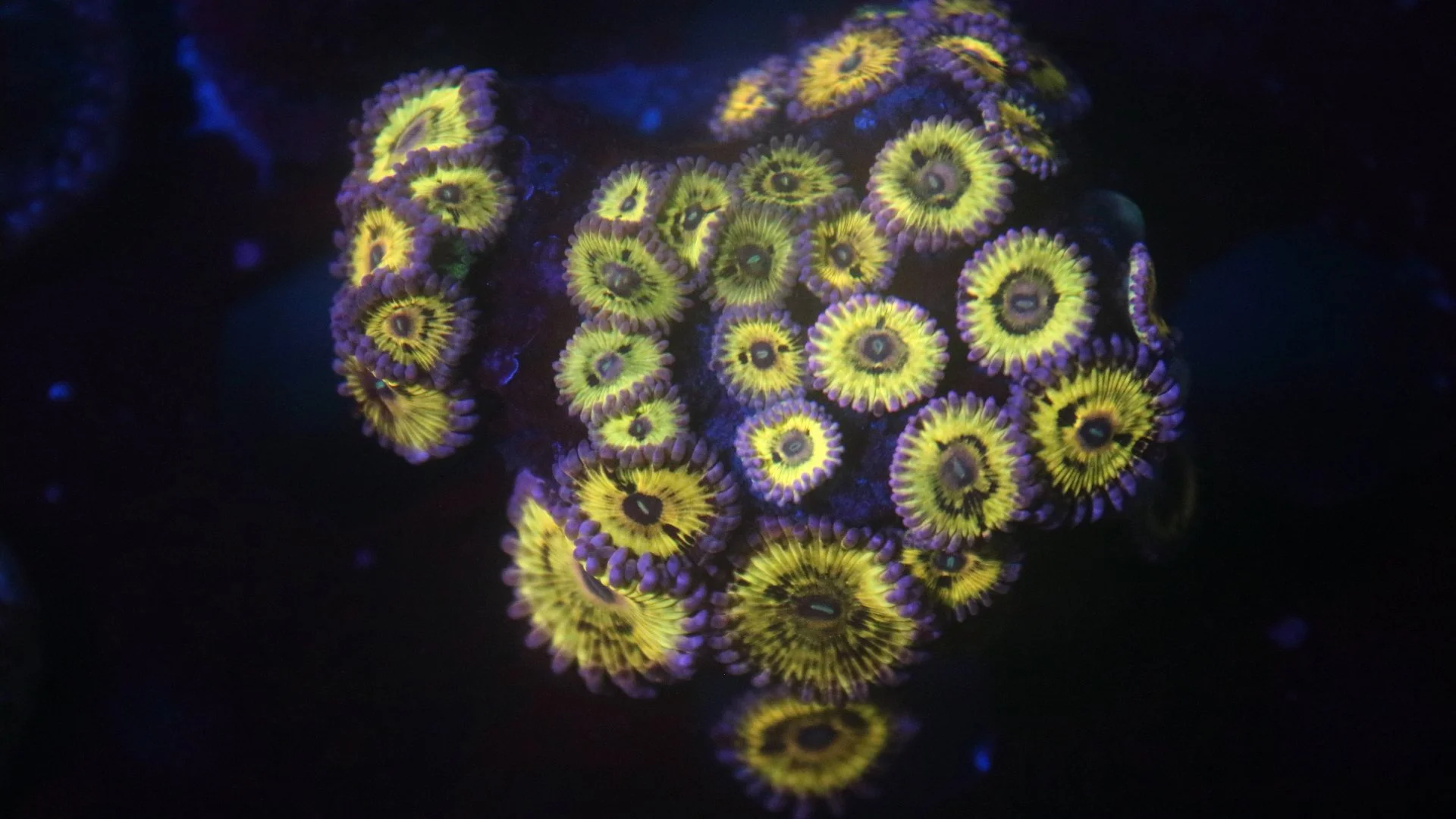 Stratocaster colony.JPG