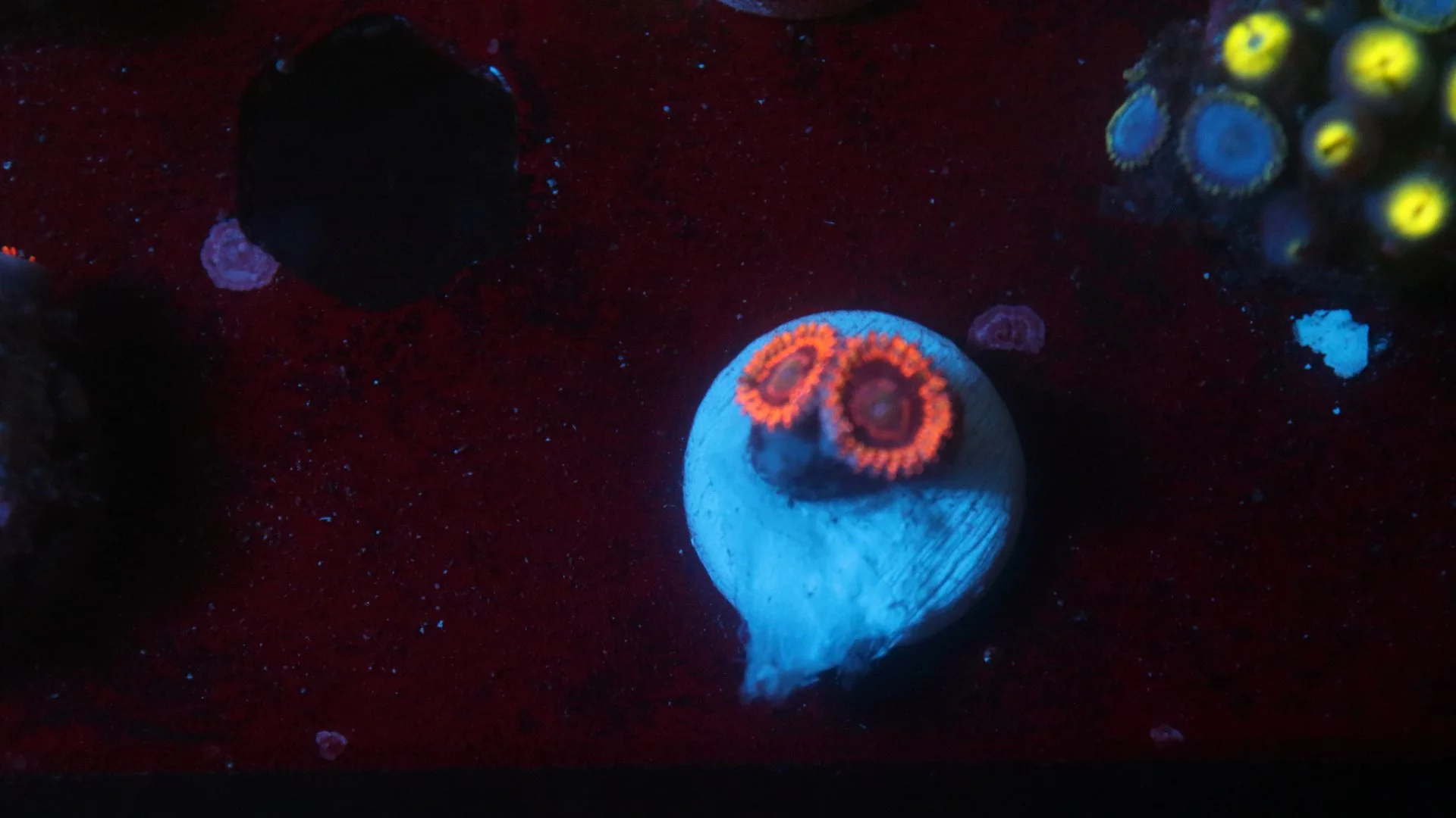 el corazon 2 polyp.JPG