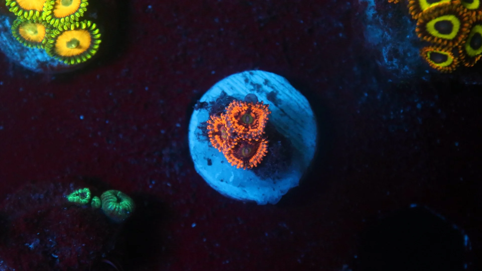 el corazon 3 polyp.JPG