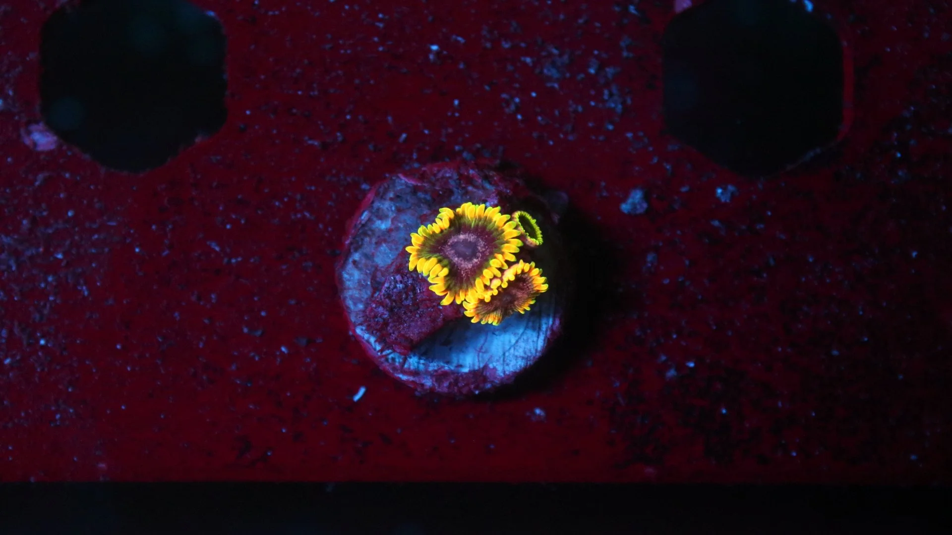 stingy marley 2 polyp 6.JPG