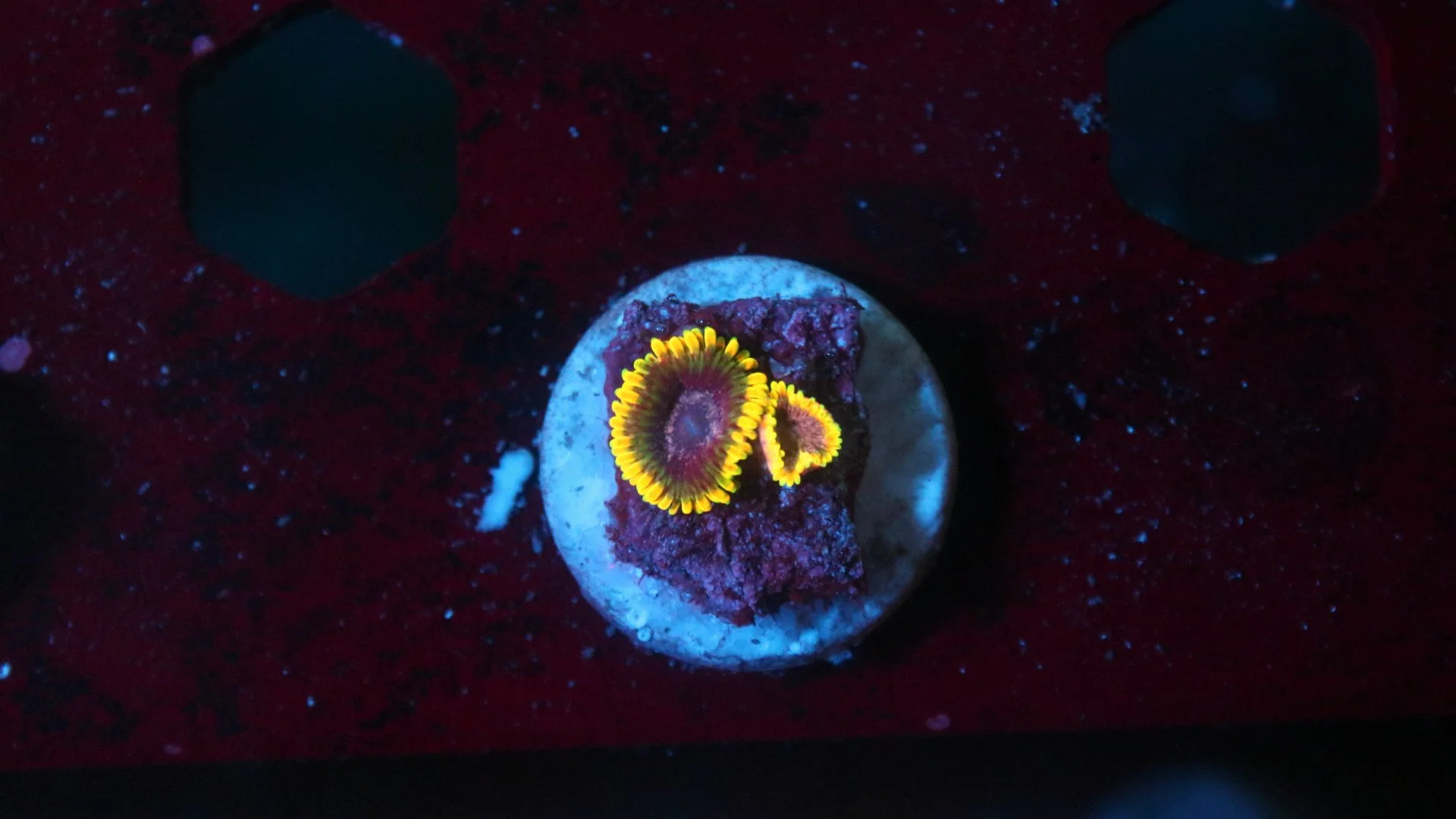 stingy marley 2 polyp 5.JPG