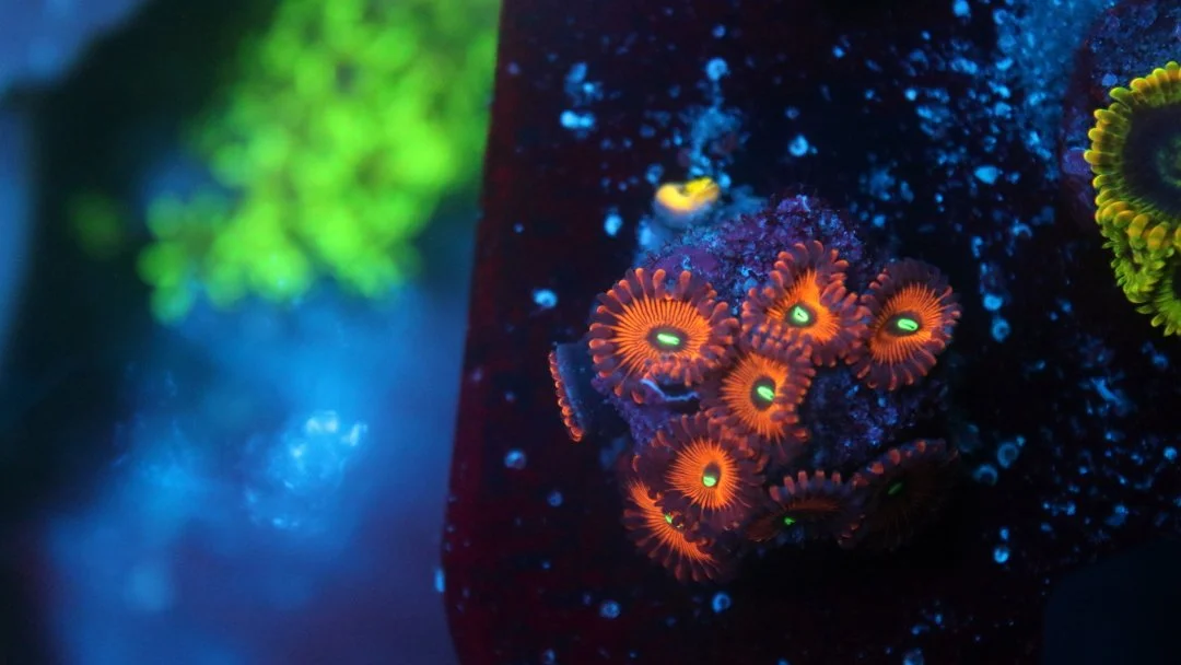 red people eater.JPG