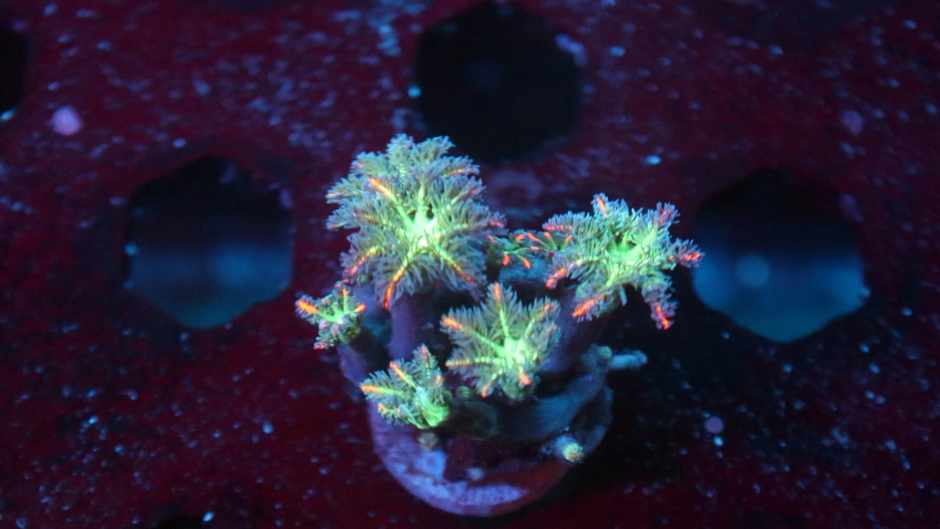 firework cloves 4.JPG