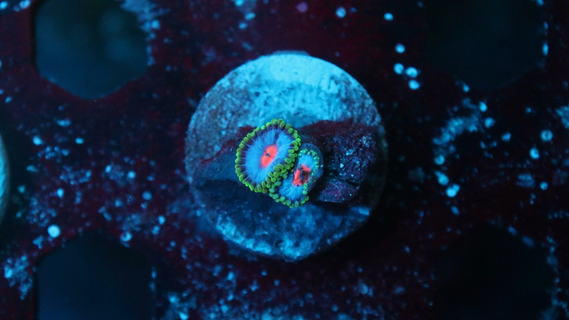 miami vice 2 polyp.JPG