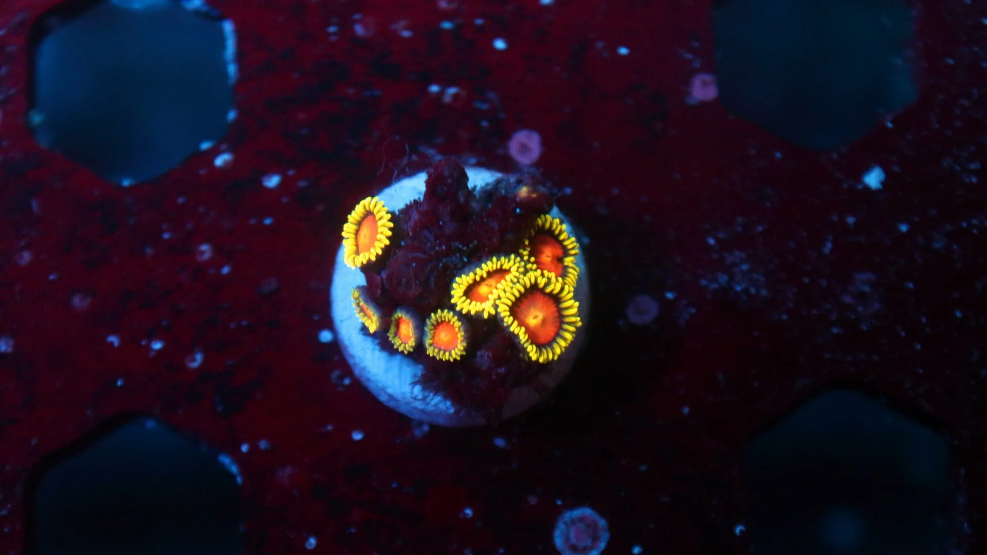 yellow  brick road 2.JPG