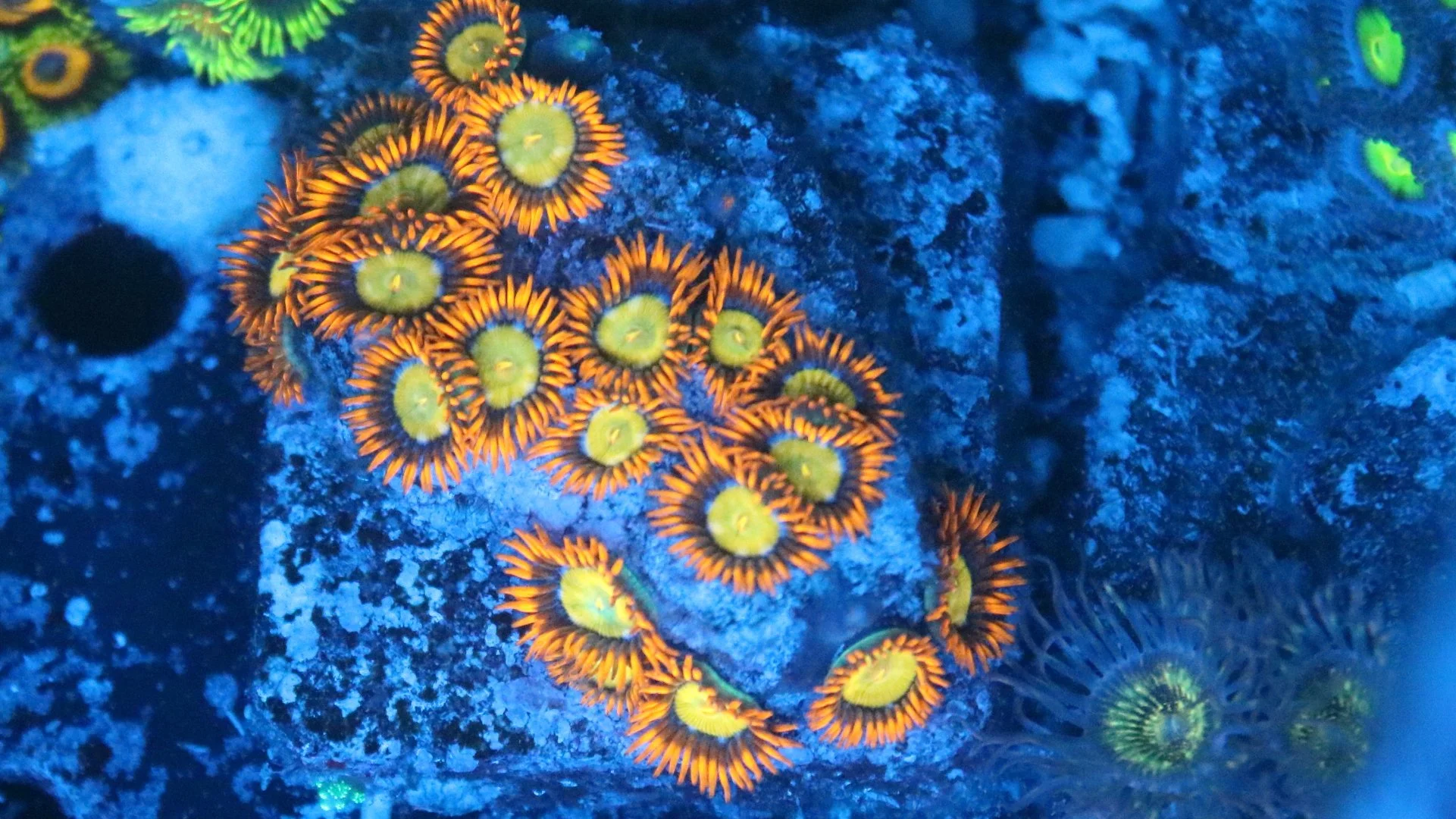 Mandarin Orange Zoanthid