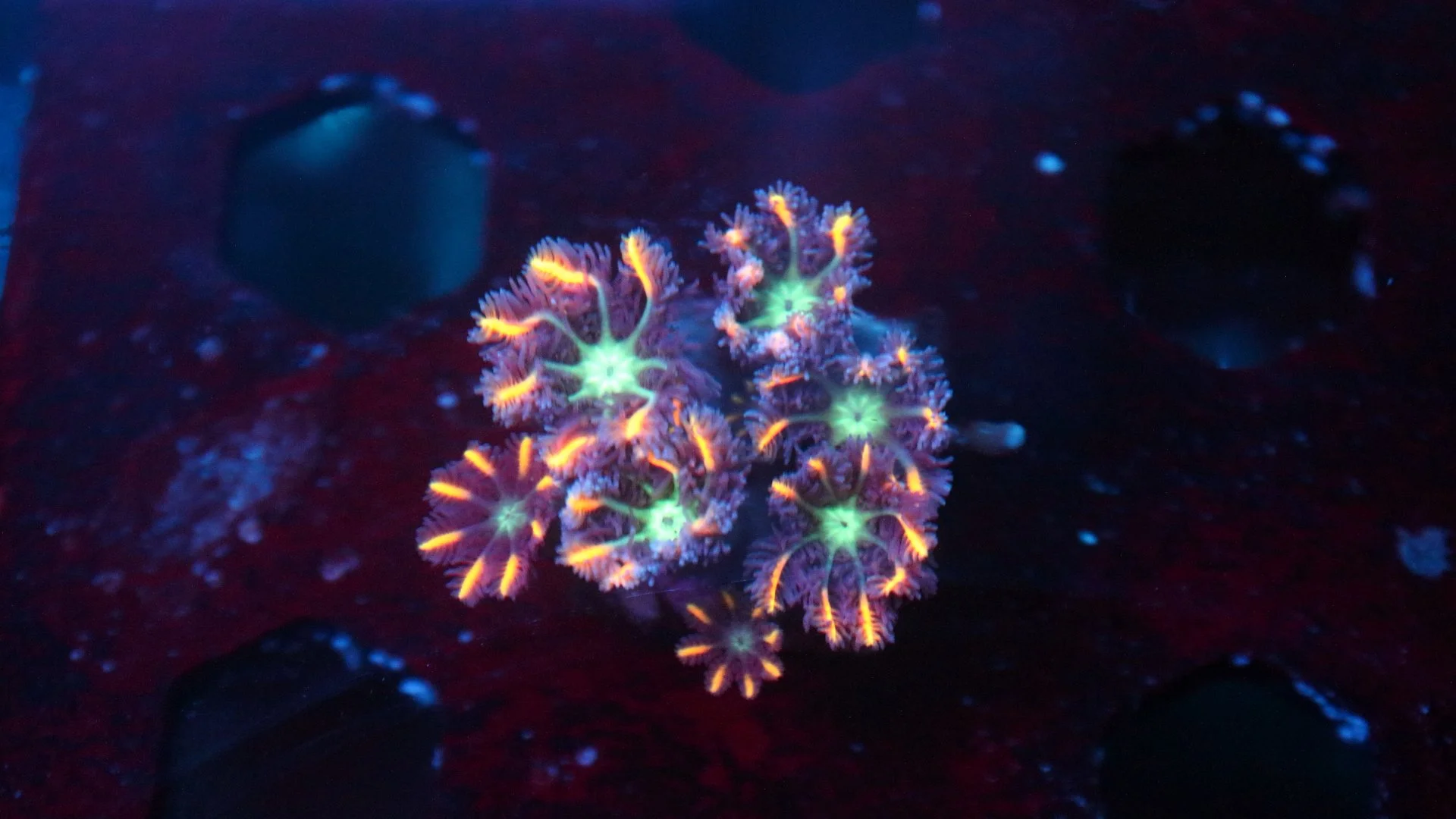 firework cloves 5.JPG